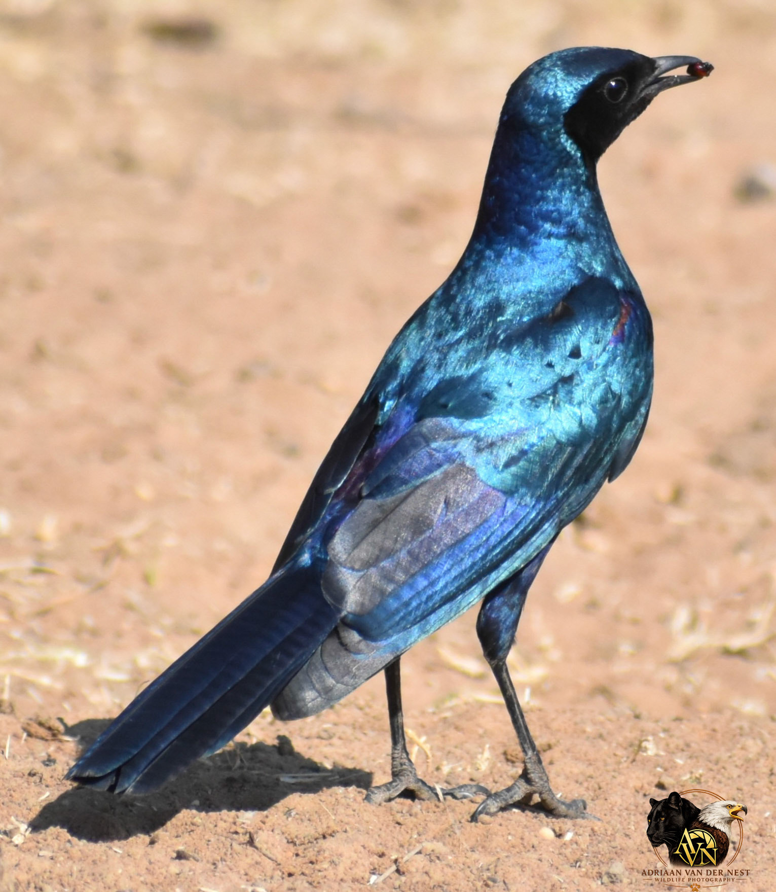 Burchell's Starling/Grootglans spreeu