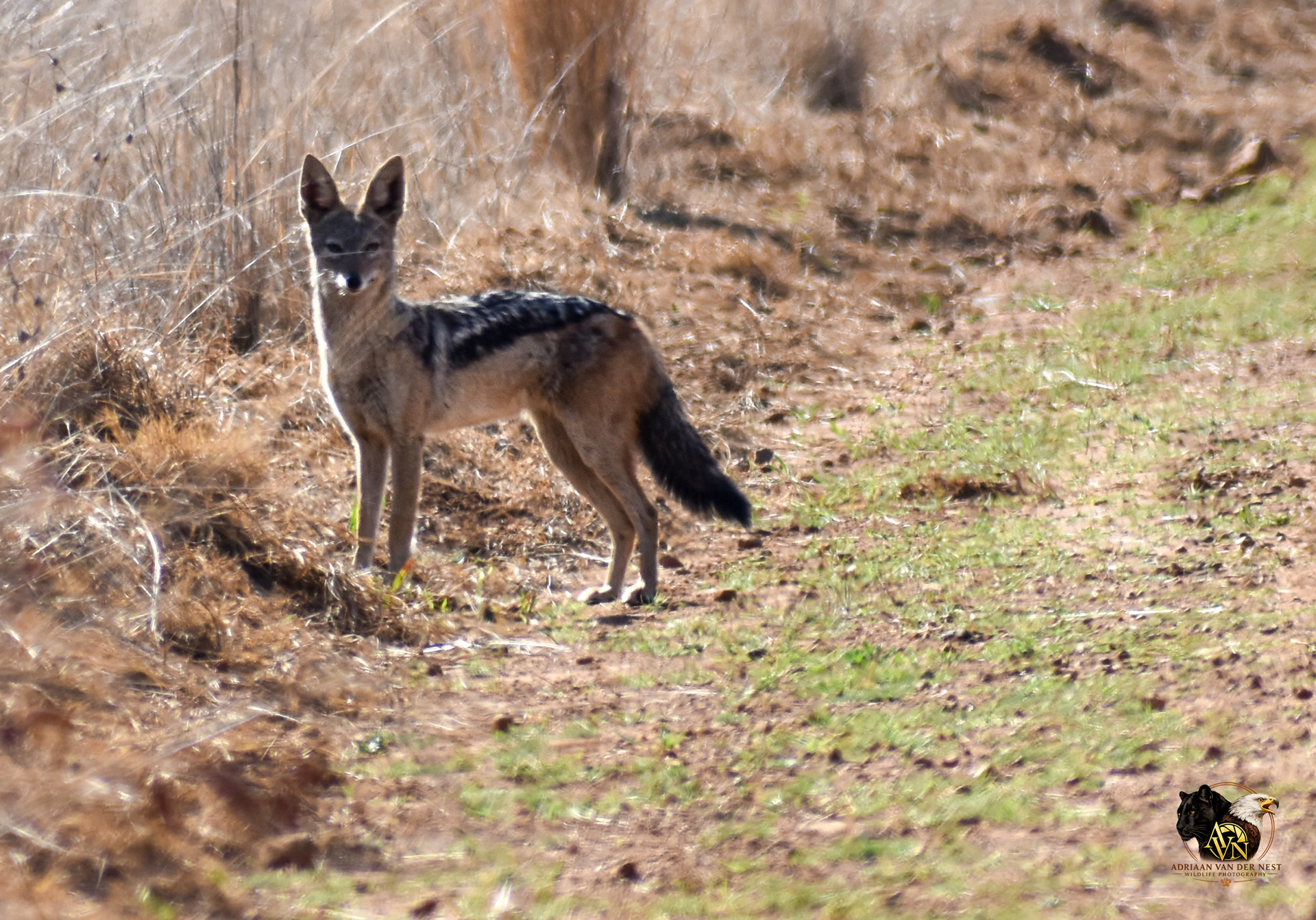 Black Backed Jackal/Swart rug Jakkels