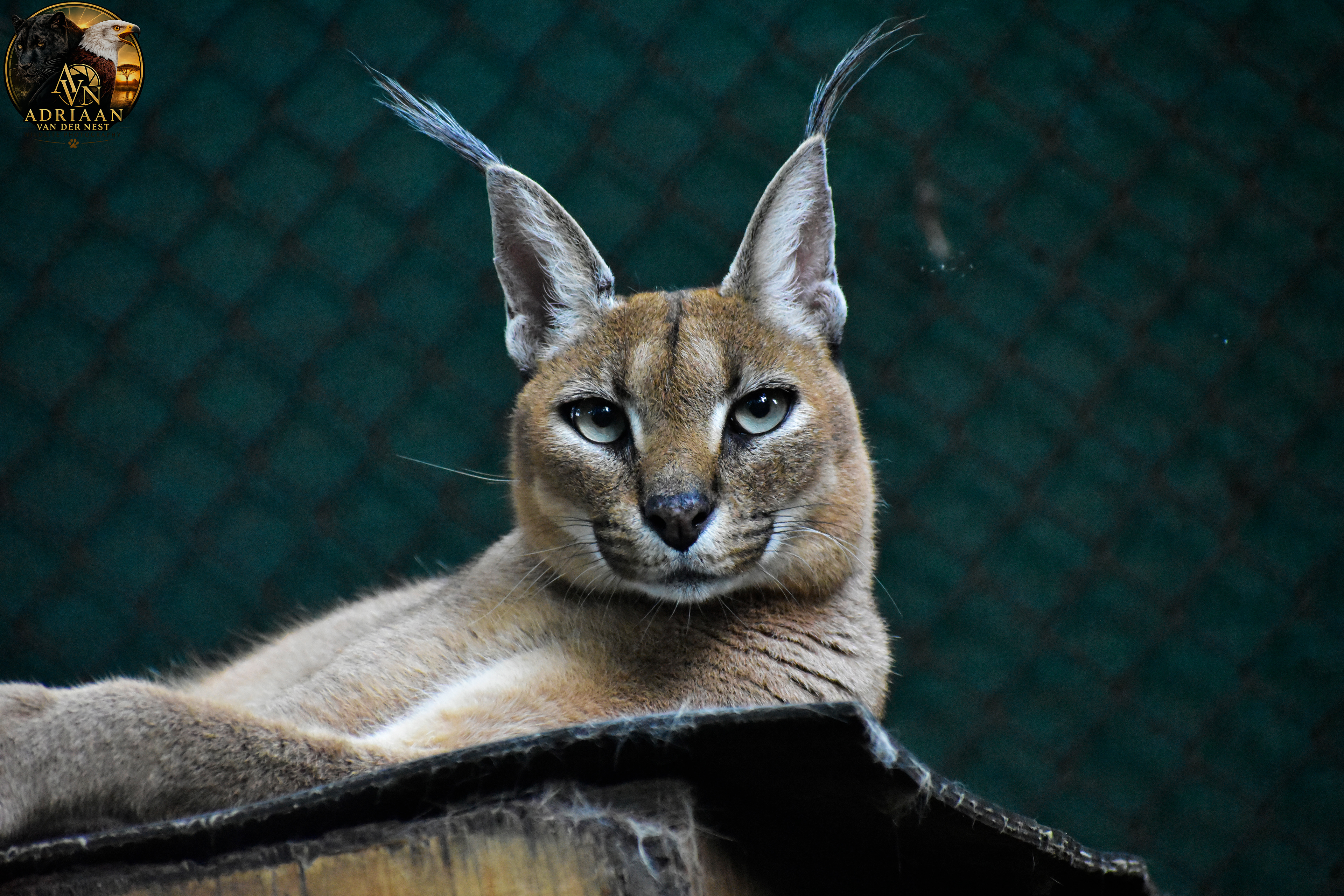 Linx/Rooikat