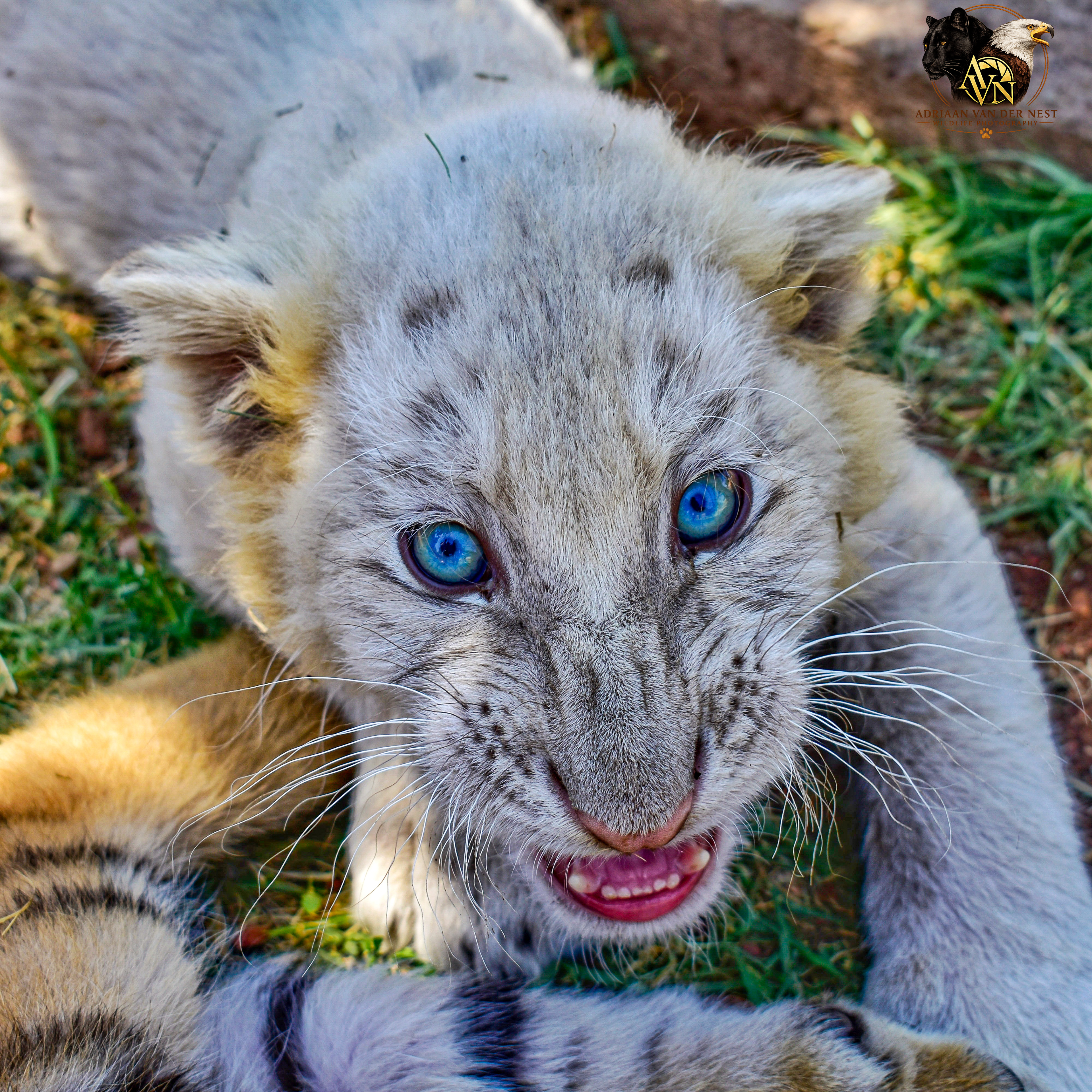 White Tiger Cub/Wit Tier Welpie