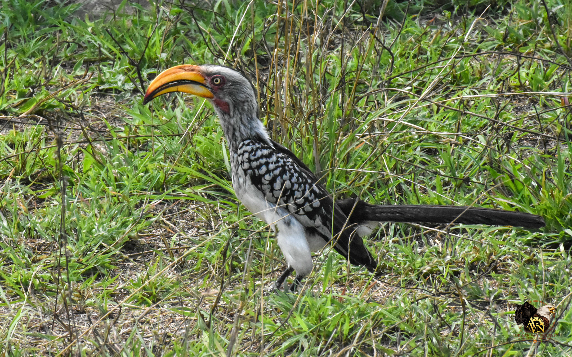 Sothern Yellow Billed Hornbill
