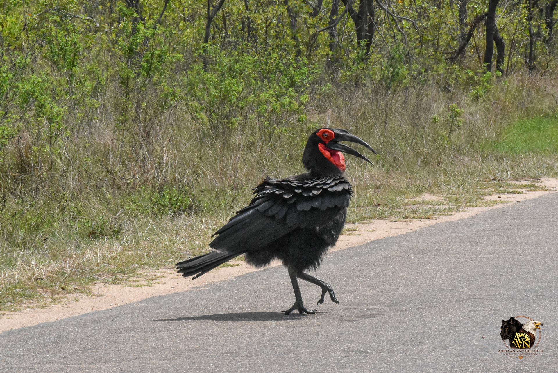 Southern Ground Hornbill
