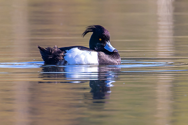 Anton Ståhl Photography - Tufted Duck