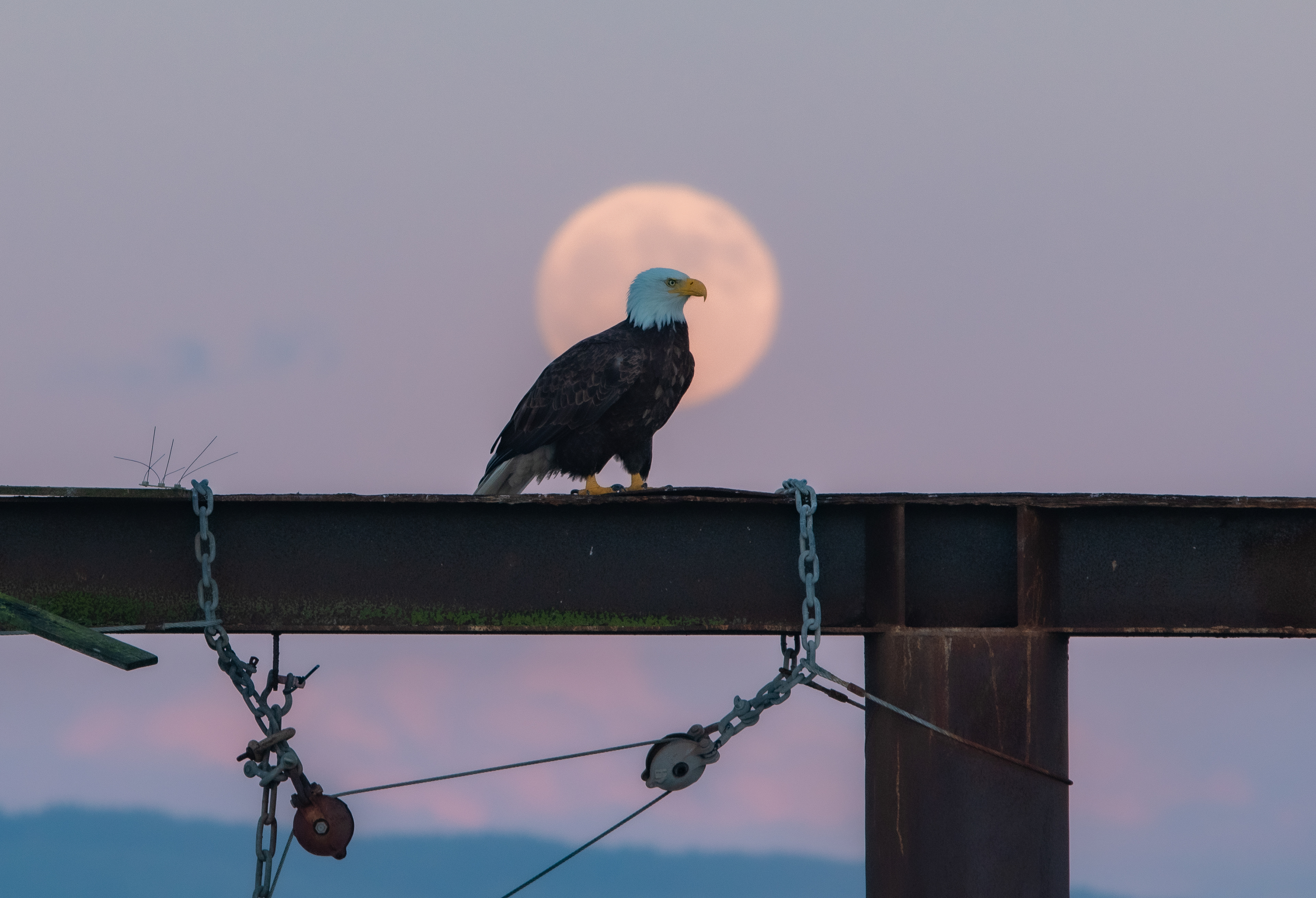 Eagle moon in Sidney by the Sea.