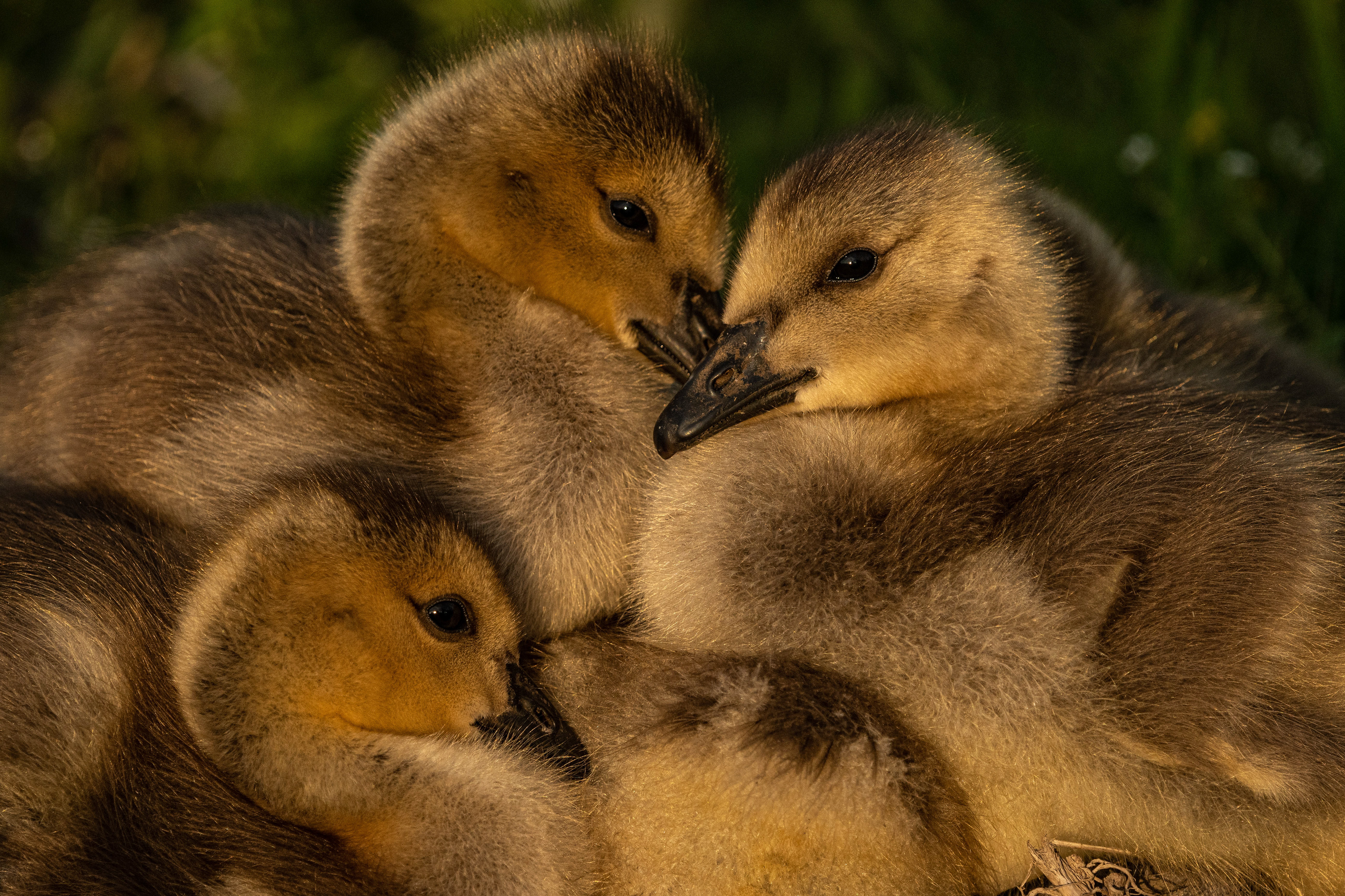 Sibling Love on Vancouver Island, photo by Marty Borsboom