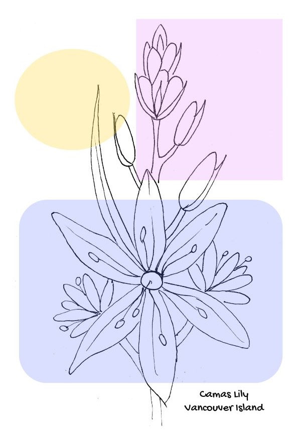 Camas Lily, from the series "Vancouver Island Wildflowers"