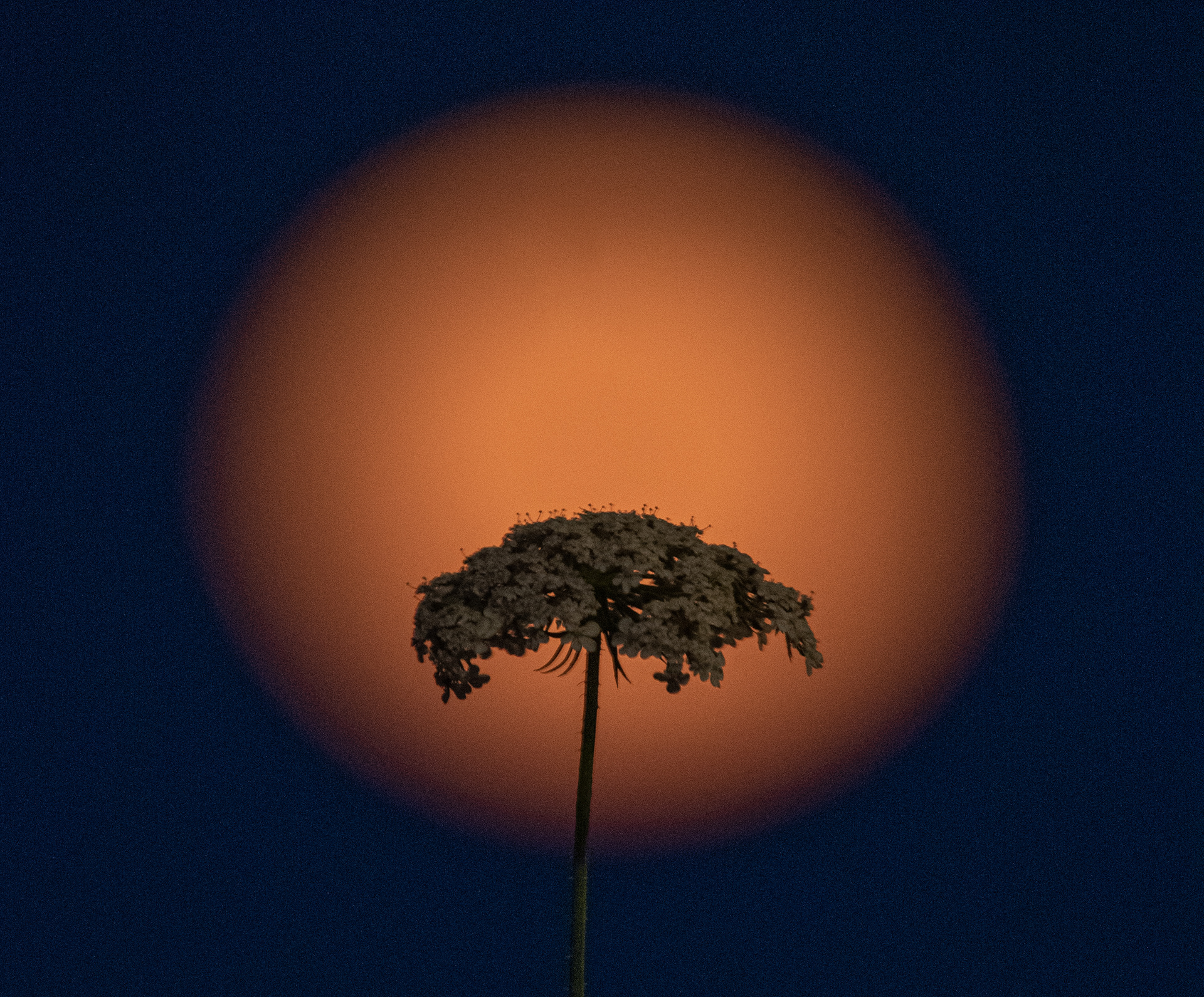 Queen Anne's Lace and rising moon in Victoria.