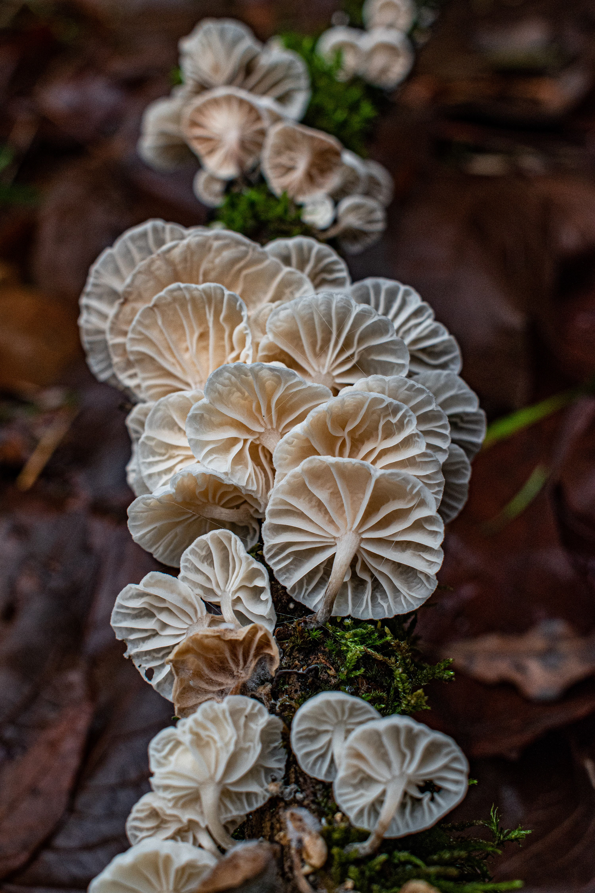 Mushroom Pinwheels on Vancouver Island