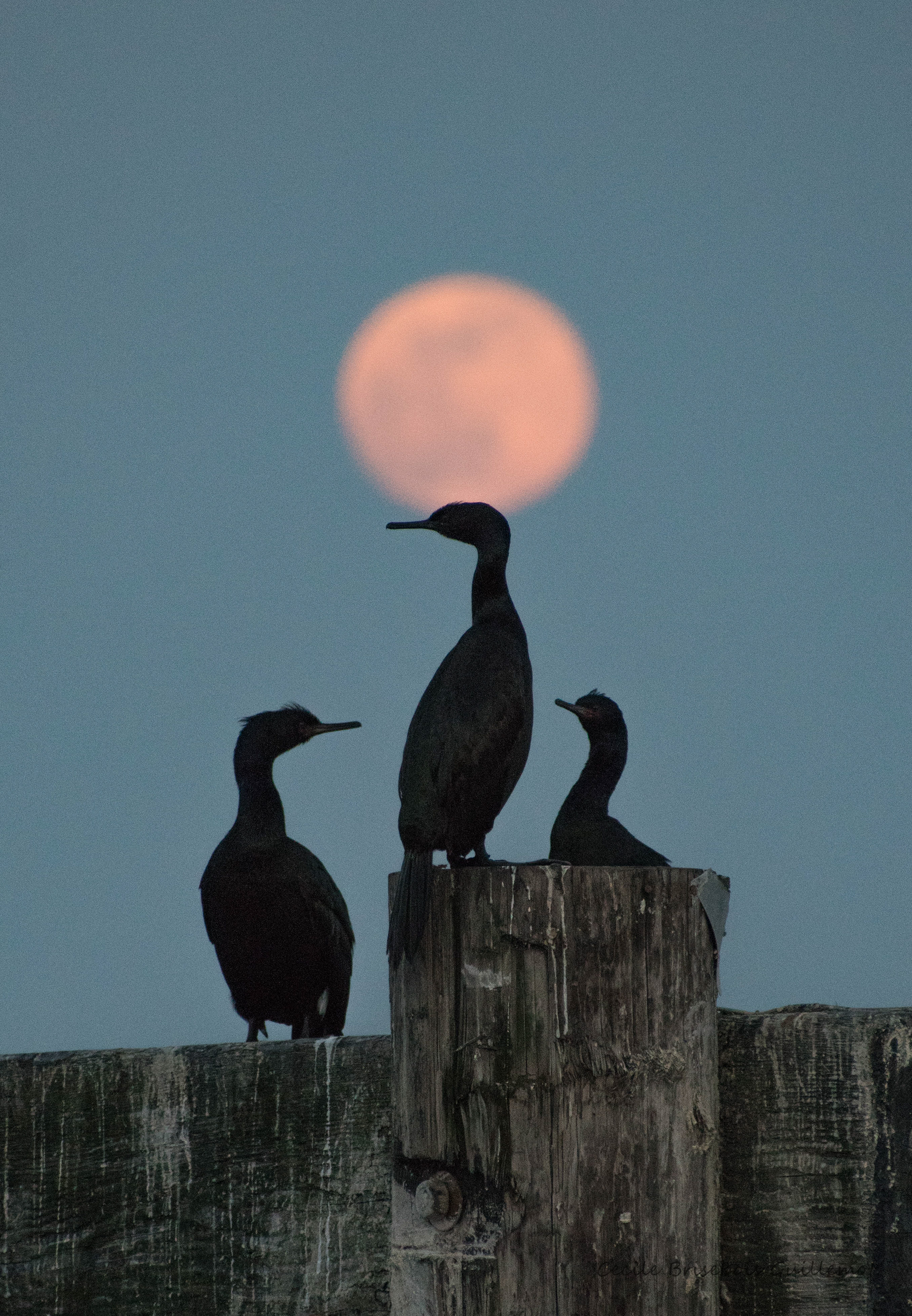 Cormorant and moon in Sidney by the Sea.