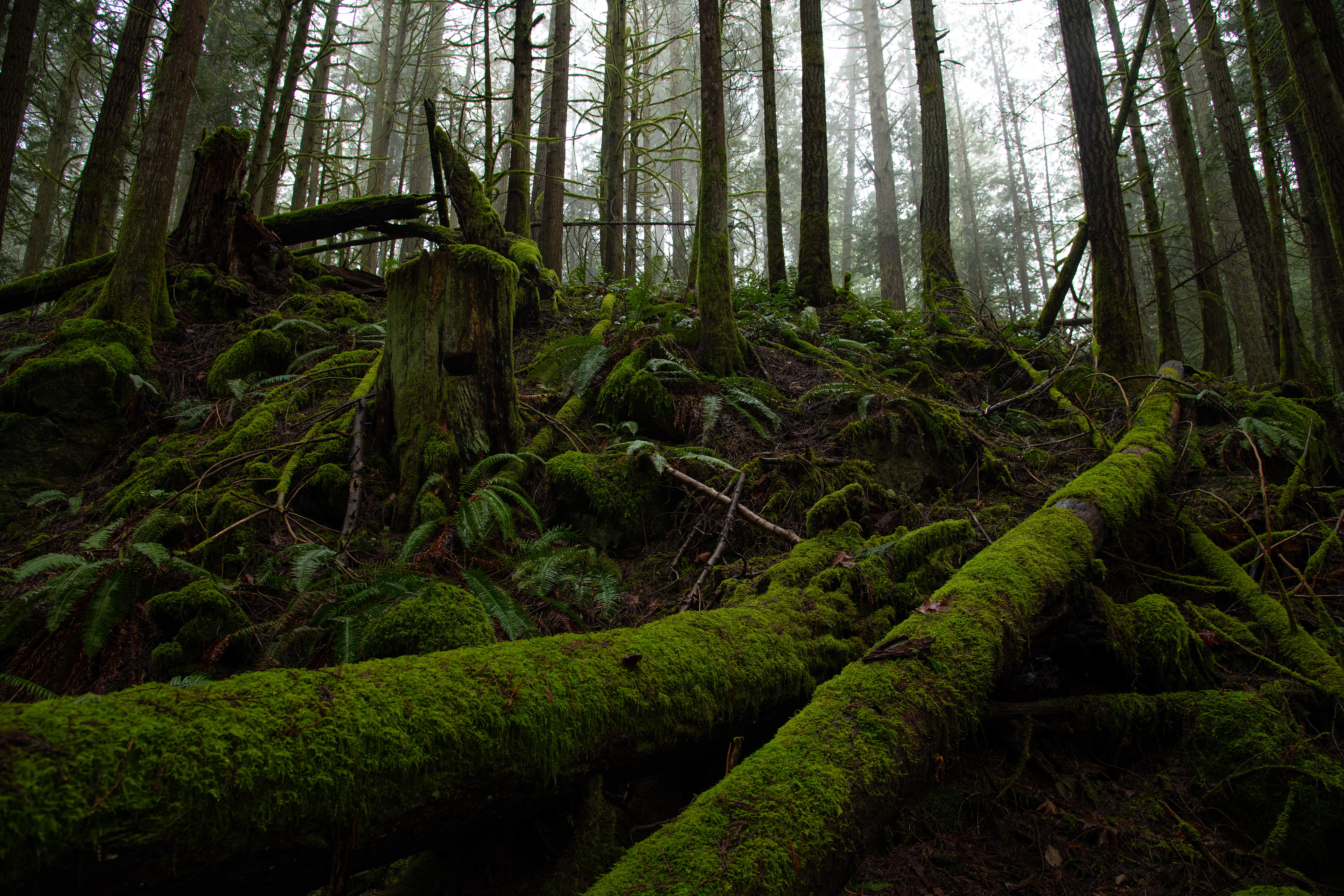 Mossy forest, Vancouver Island