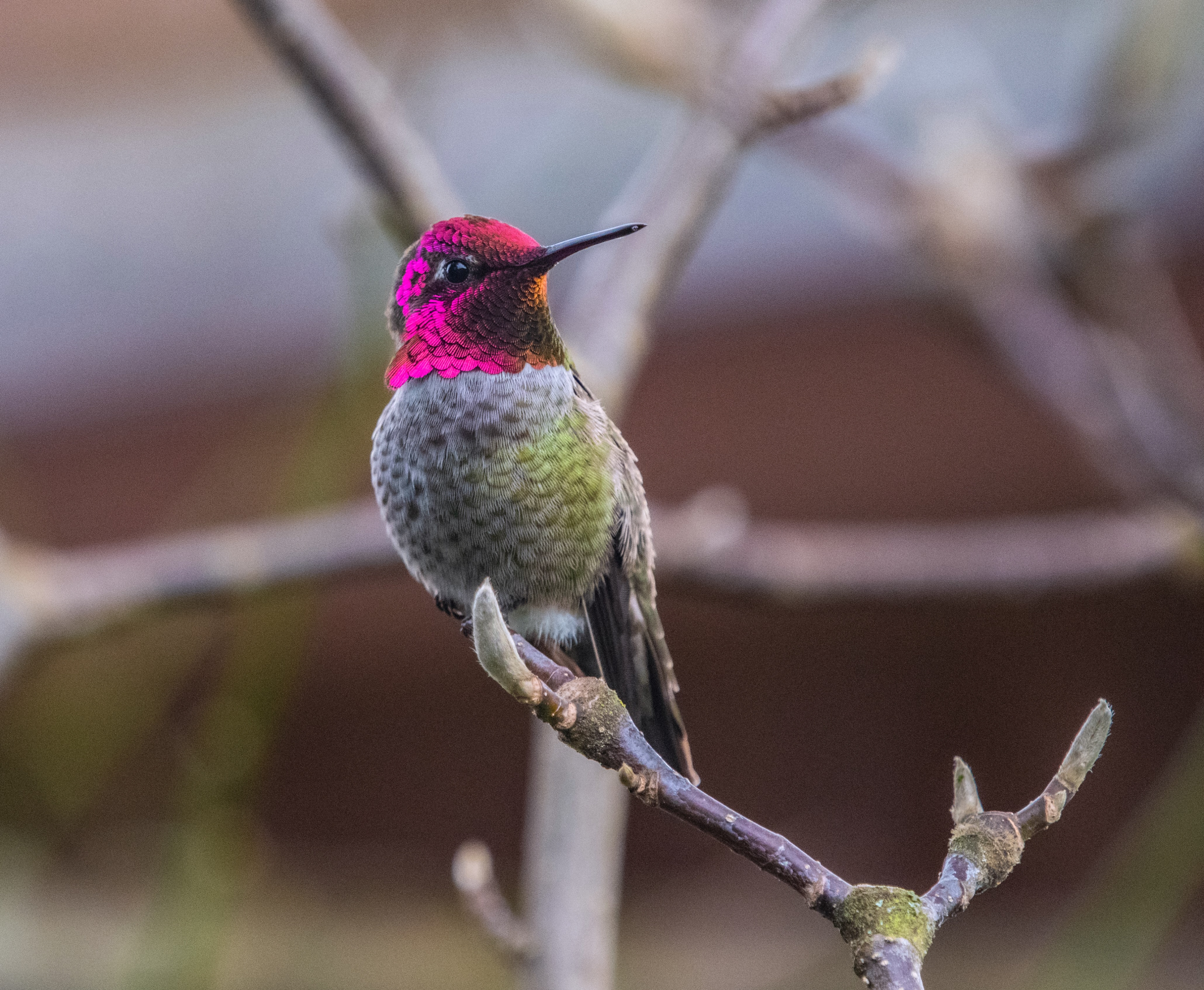 Male Anna's Hummingbird on Vancouver Island Photo by Cecile Brisebois Guillemot