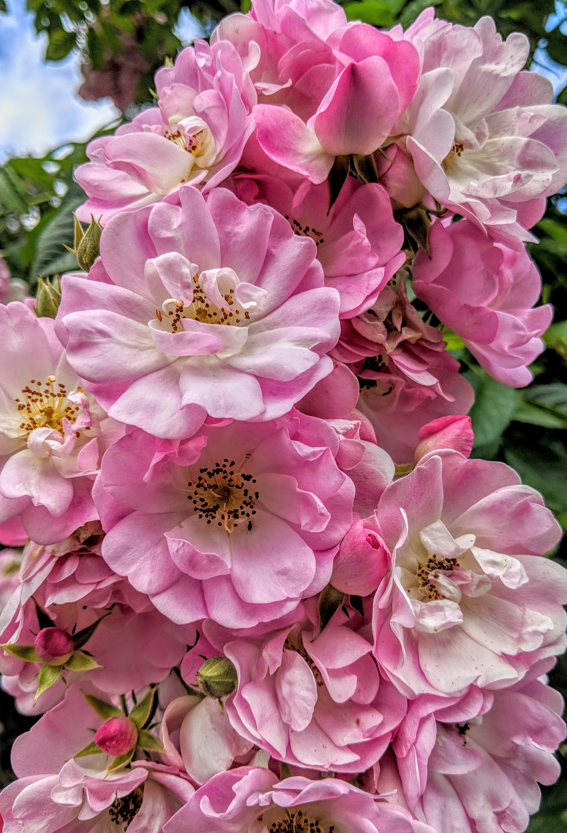 Heirloom Roses on Vancouver Island