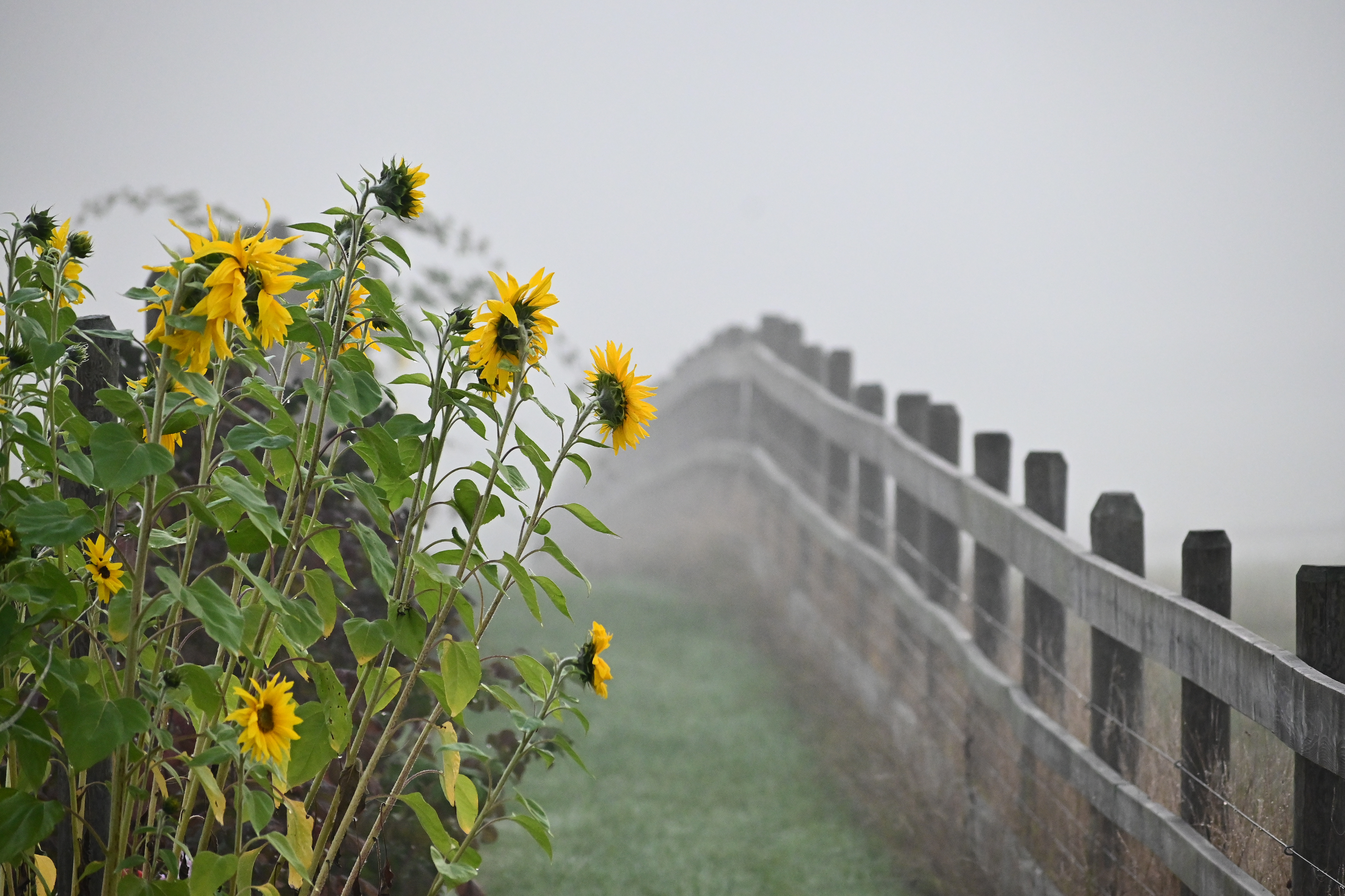 Sun on a foggy day, Vancouver Island