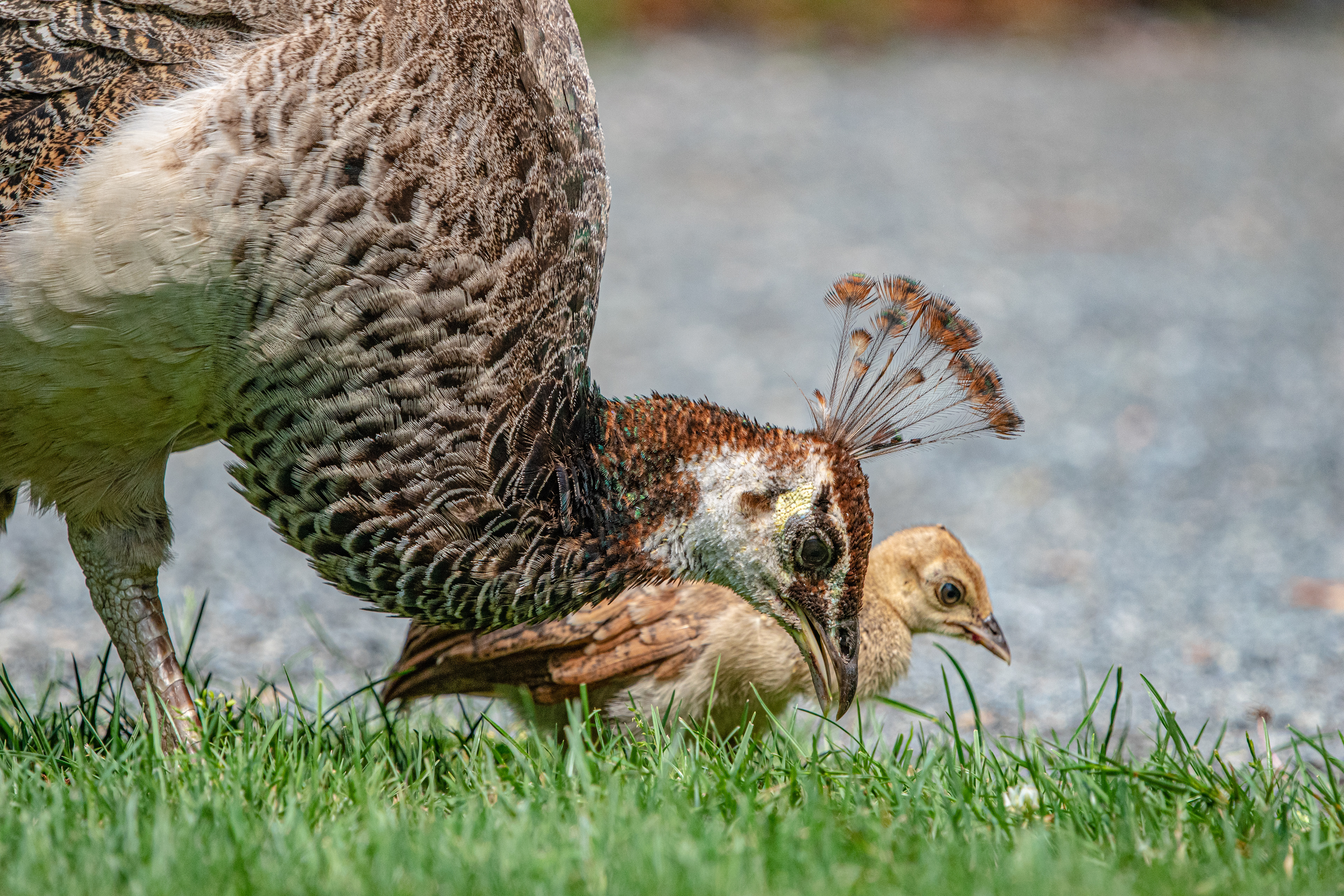 Mother and child, Peahen and Peachick at Hatley Castle on Vancouver Island,. Photo by Cecile Brisebois Guillemot