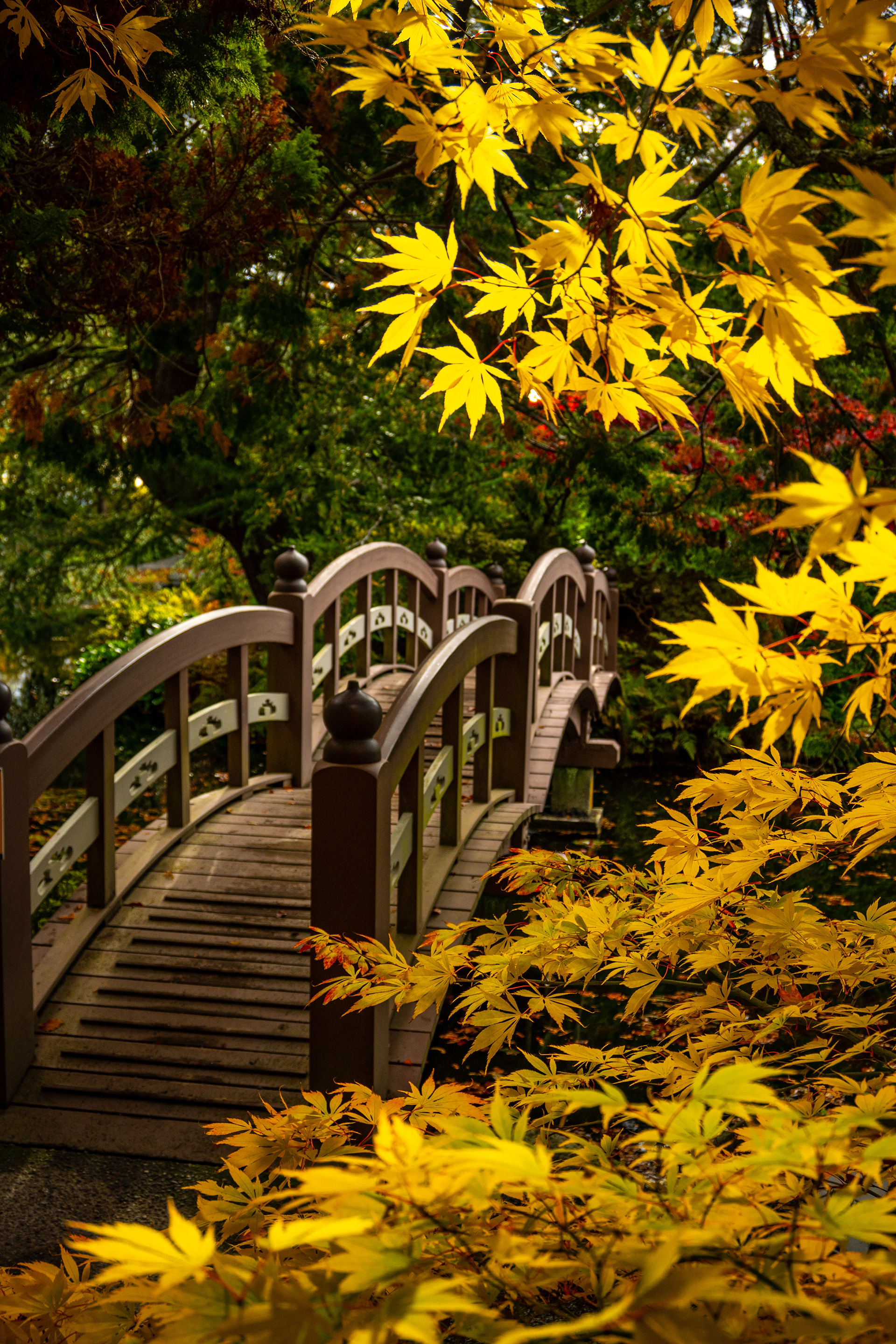 In the Japanese Garden at Hatley Castle in Colwood