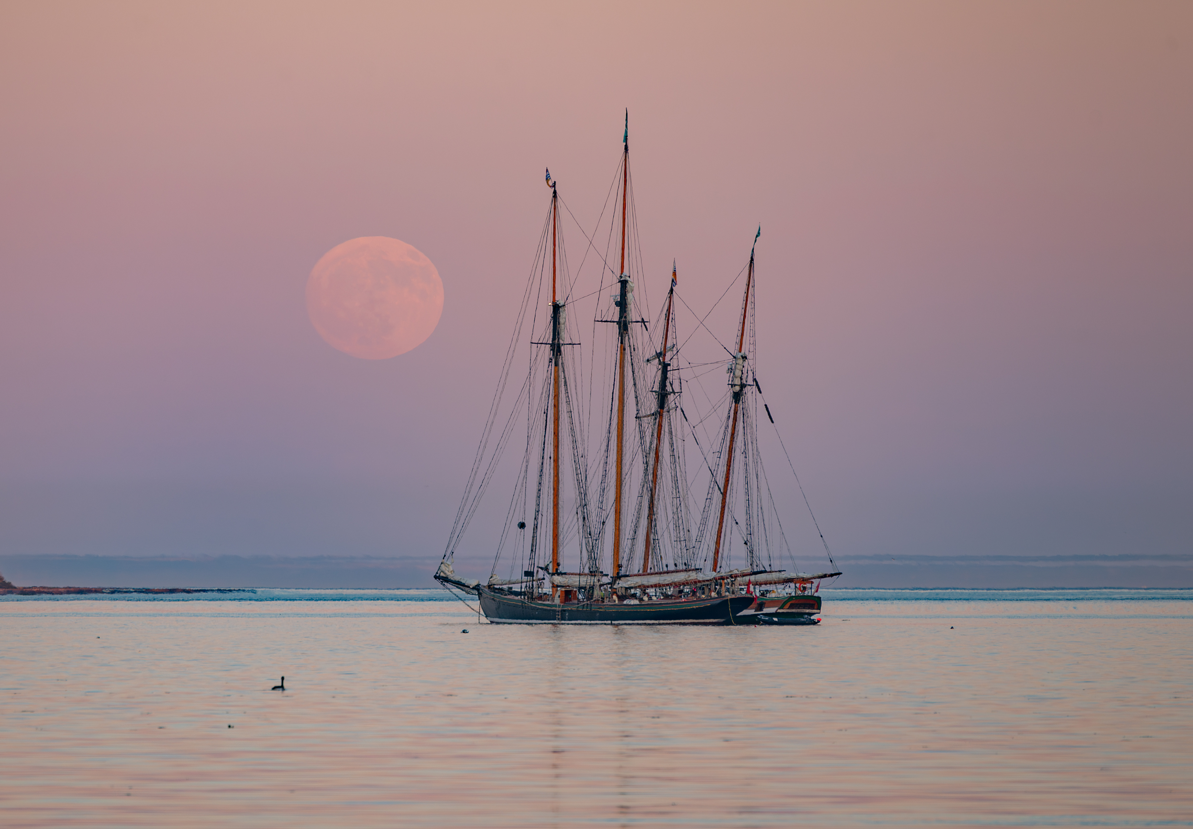 The S.A.L.T.S tall ships, the Pacific Swift and the Pacific Grace,  at anchor as the moon rises over Vancouver Island. Photo by Marty Borsboom