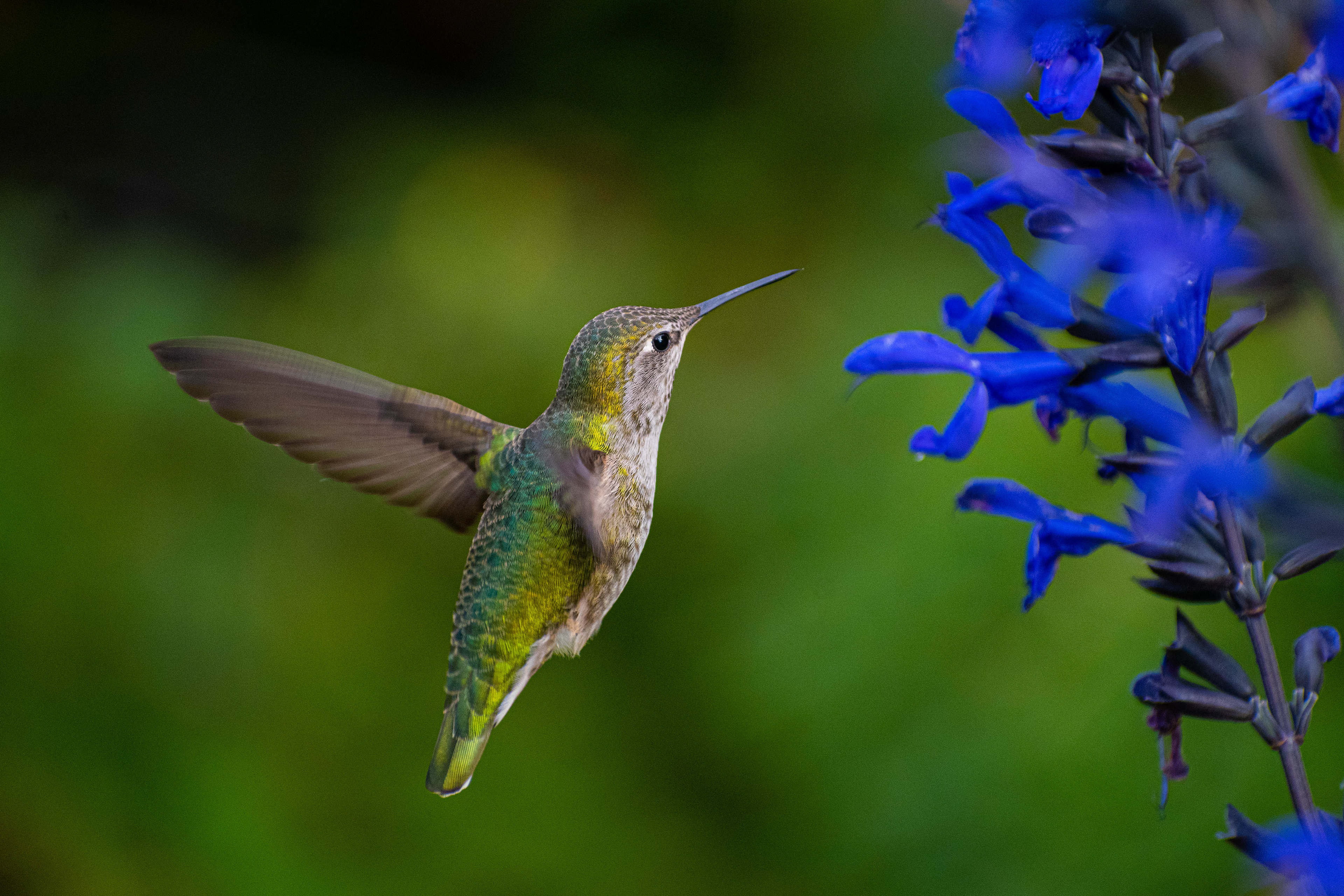 Anna's Hummingbird on Vancouver Island
