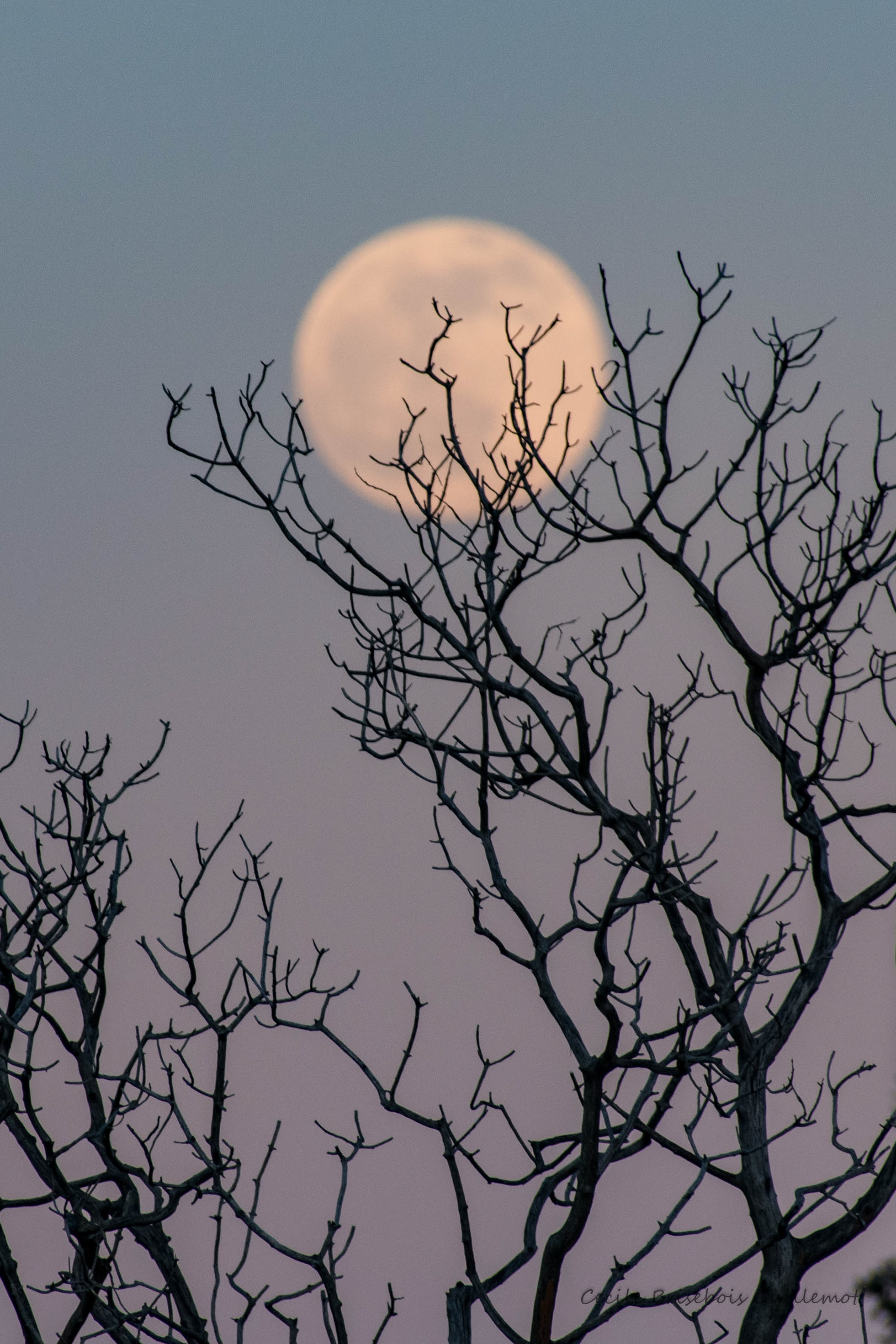 Winter moon in Victoria.