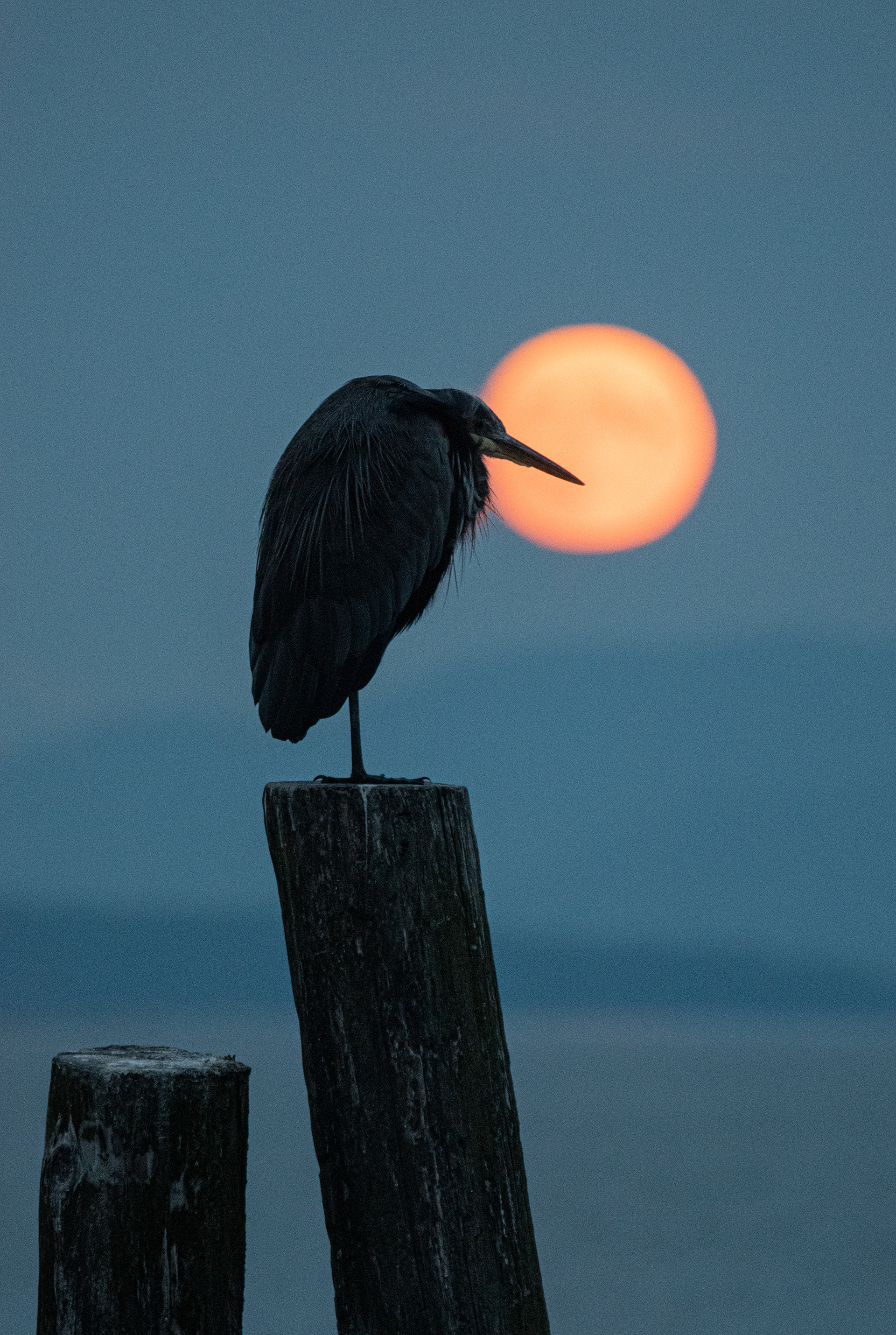 Great Blue Heron moon in Sidney by the Sea.