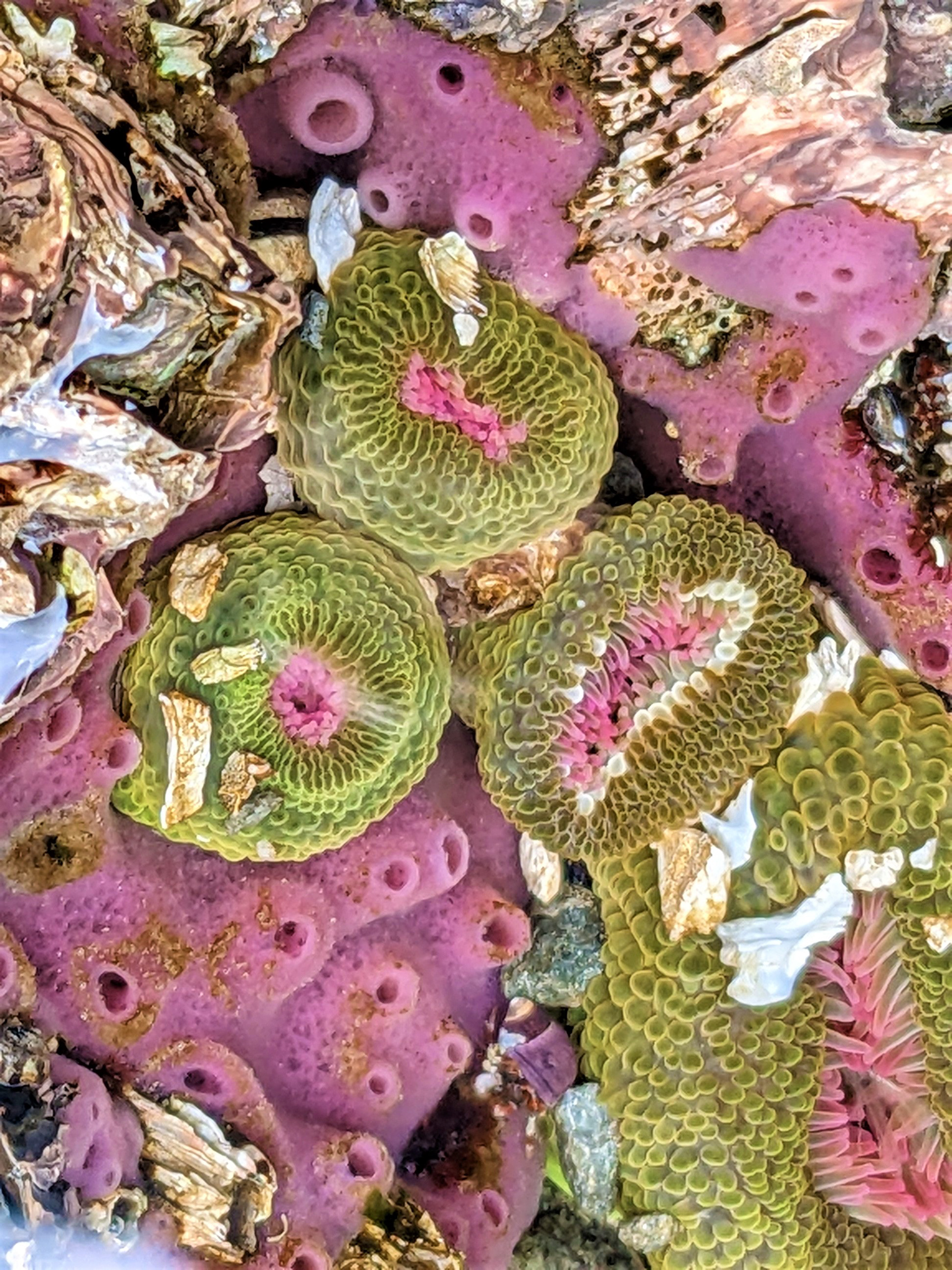 Tidal Pool Garden on Vancouver Island