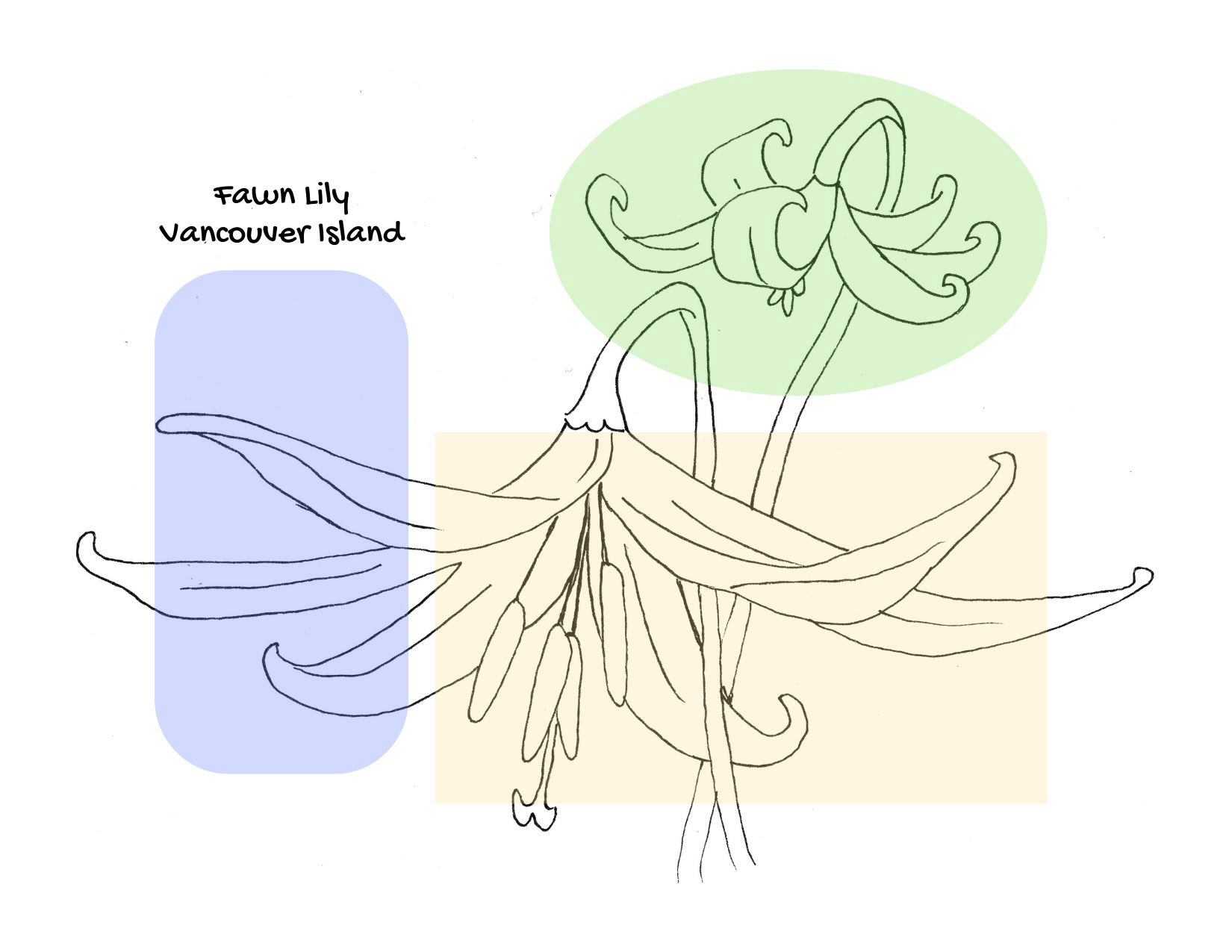 Fawn Lily, from the series "Vancouver Island Wildflowers"