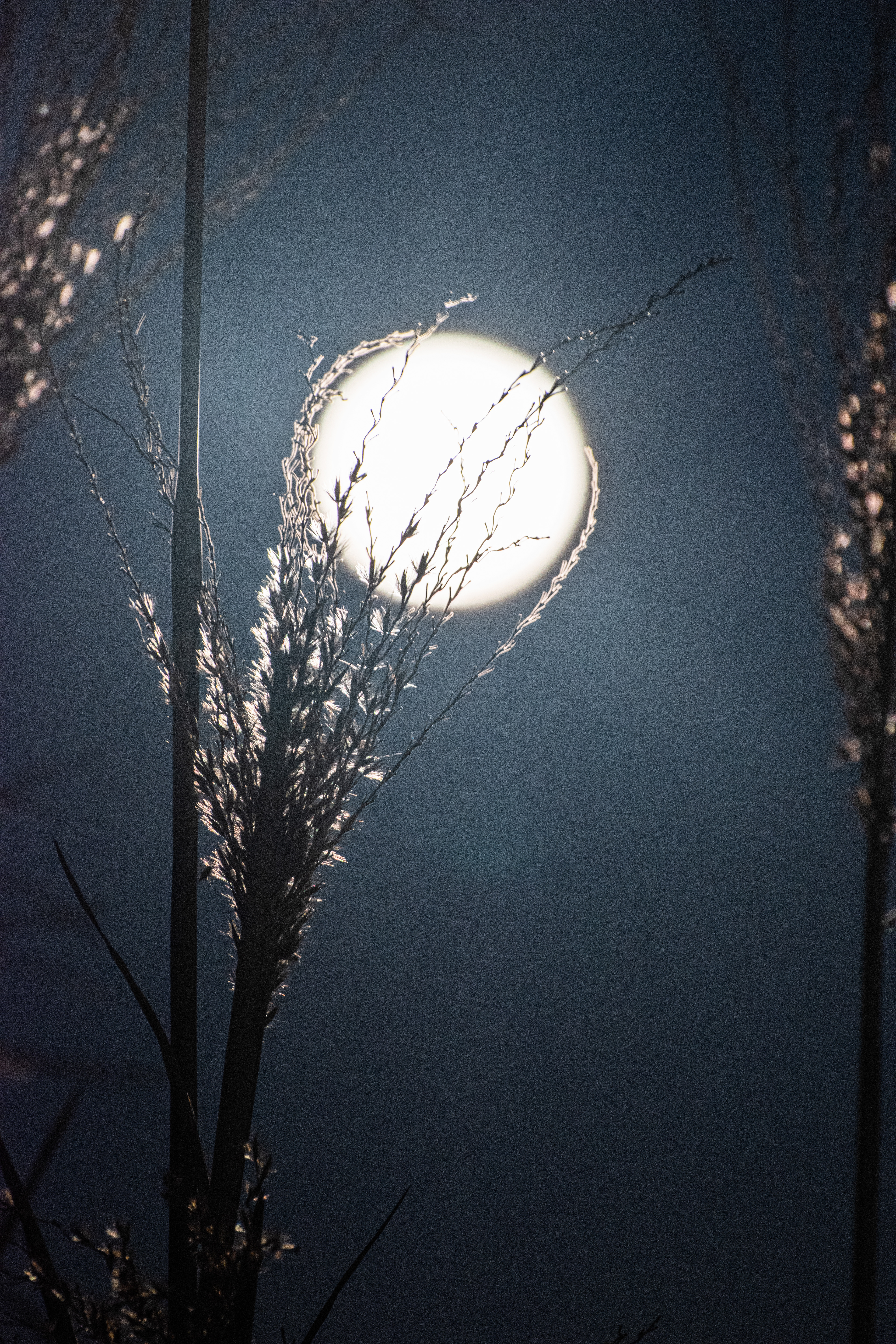 Pampas grass moon in Victoria.
