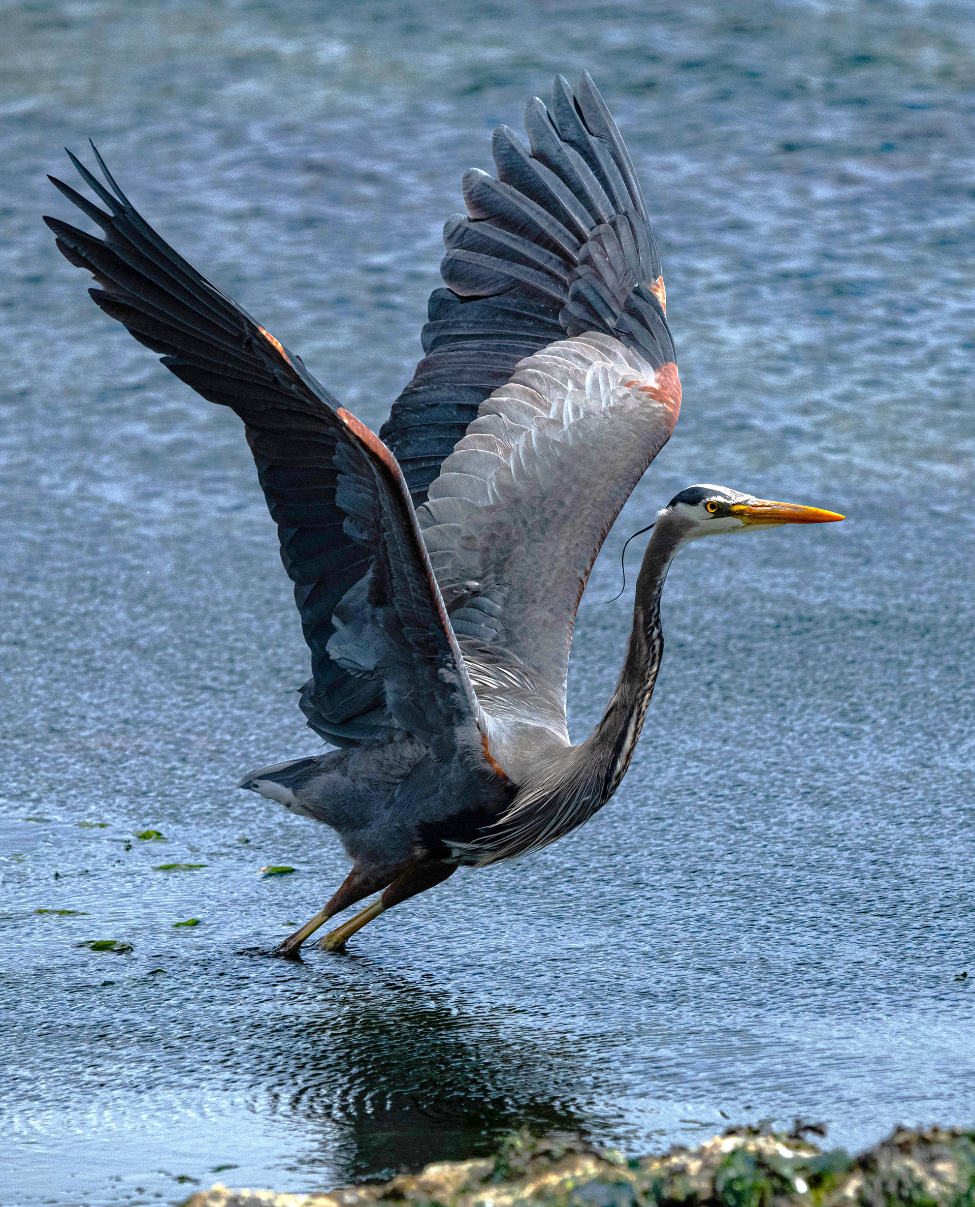 Great Blue Heron Lift Off on Vancouver Island Photo by Marty Borsboom