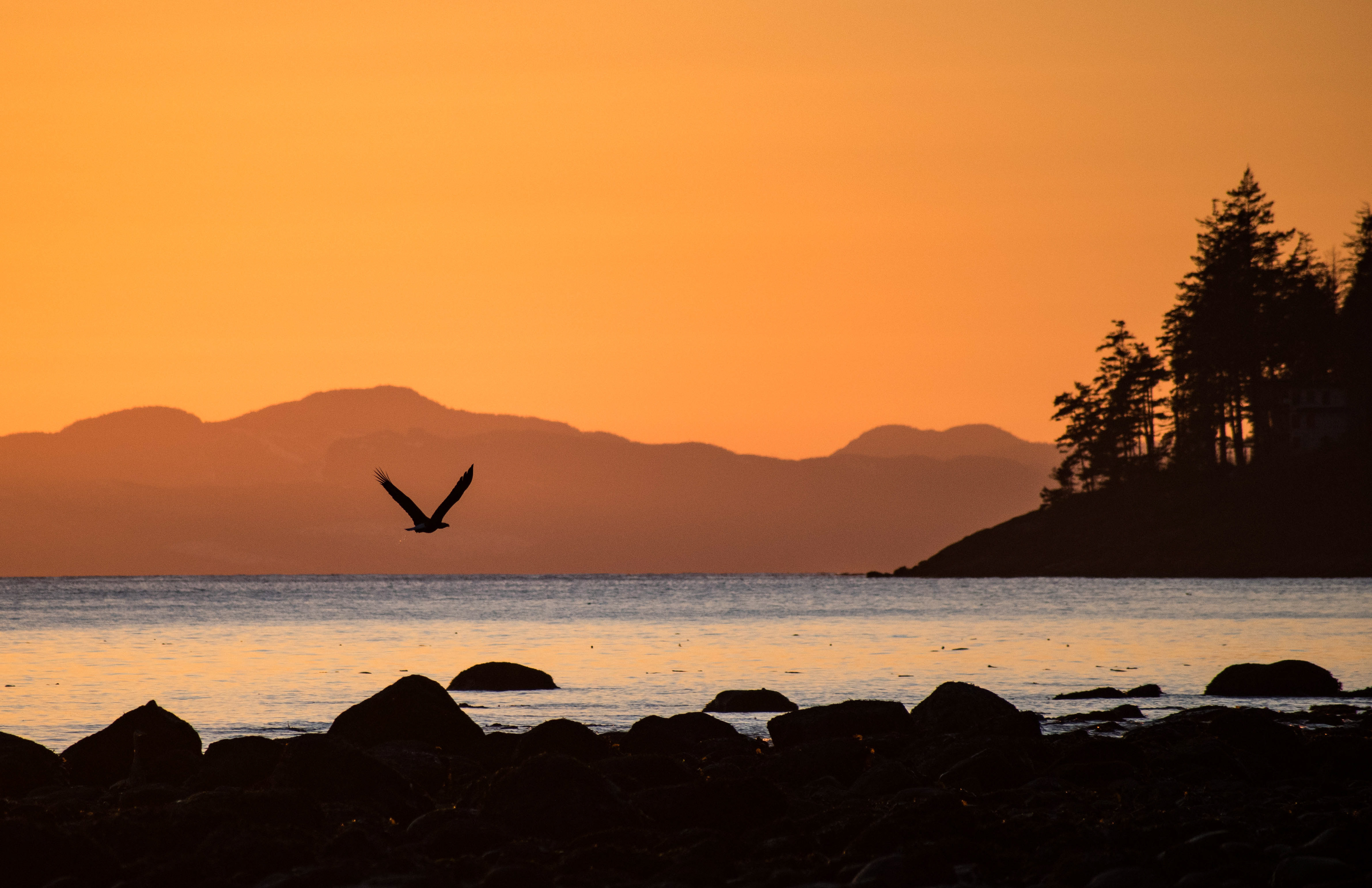 Eagle sunset, Vancouver Island