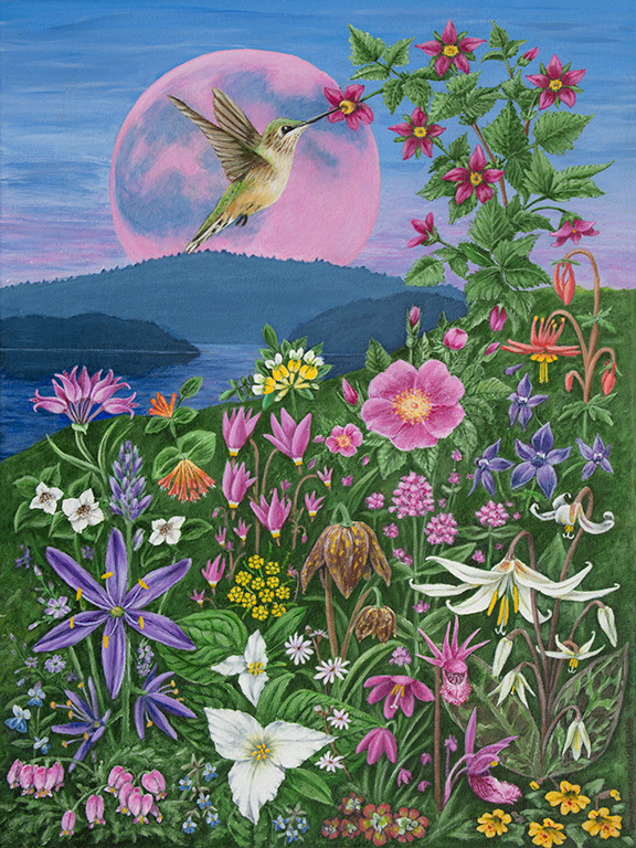 Strawberry moon rising over Vancouver Island with Anna's hummingbird. Each of the plants and flowers in this composition are native to the island and bloom here in the spring.