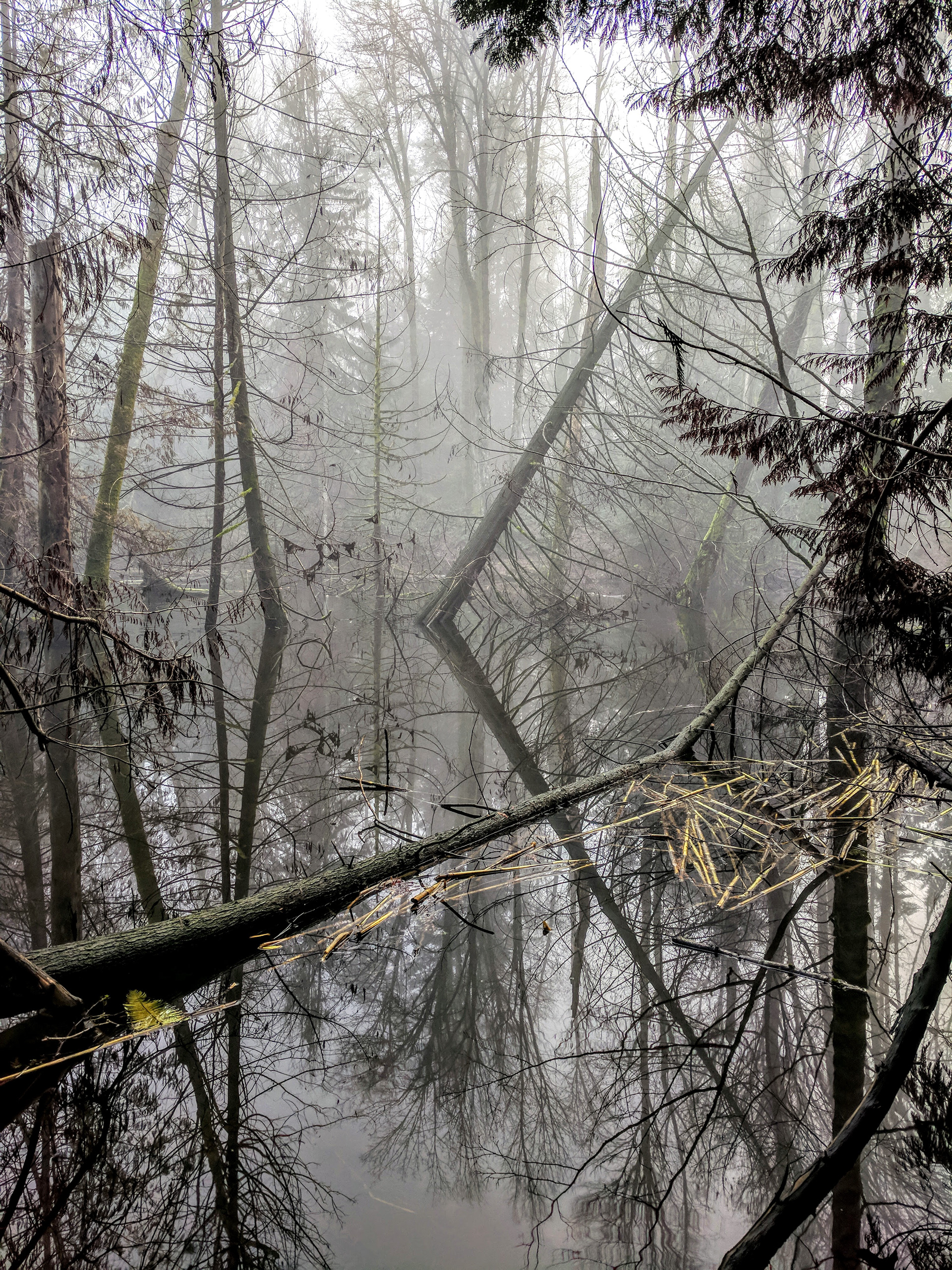Foggy views in Chemainus