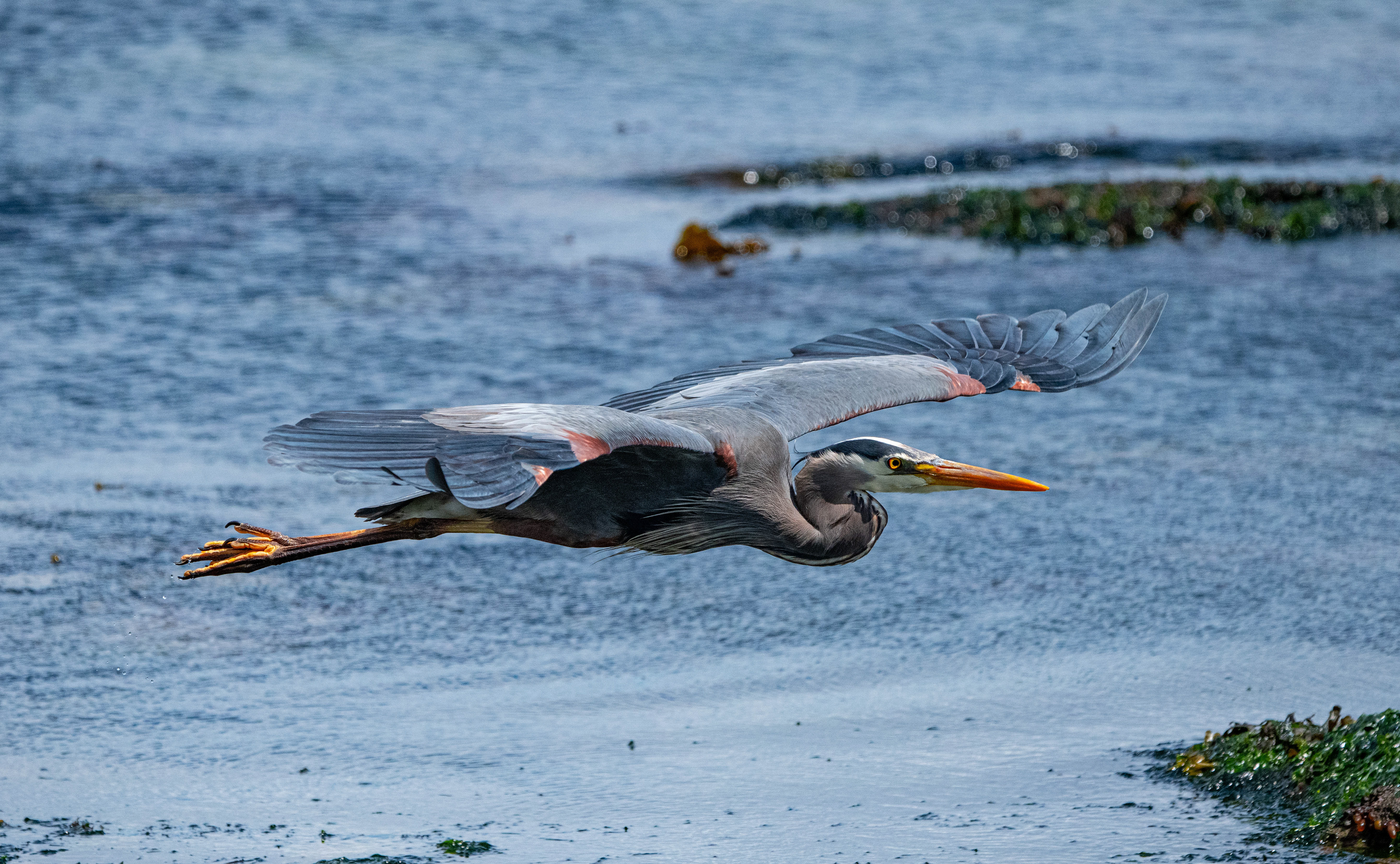 Great Blue Heron flyby, Vancouver Island