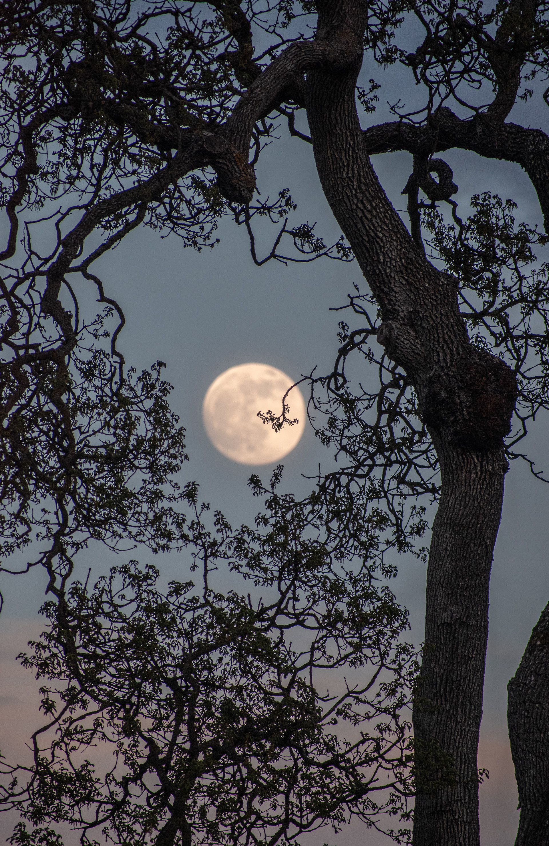 Garry Oak moon in Victoria.