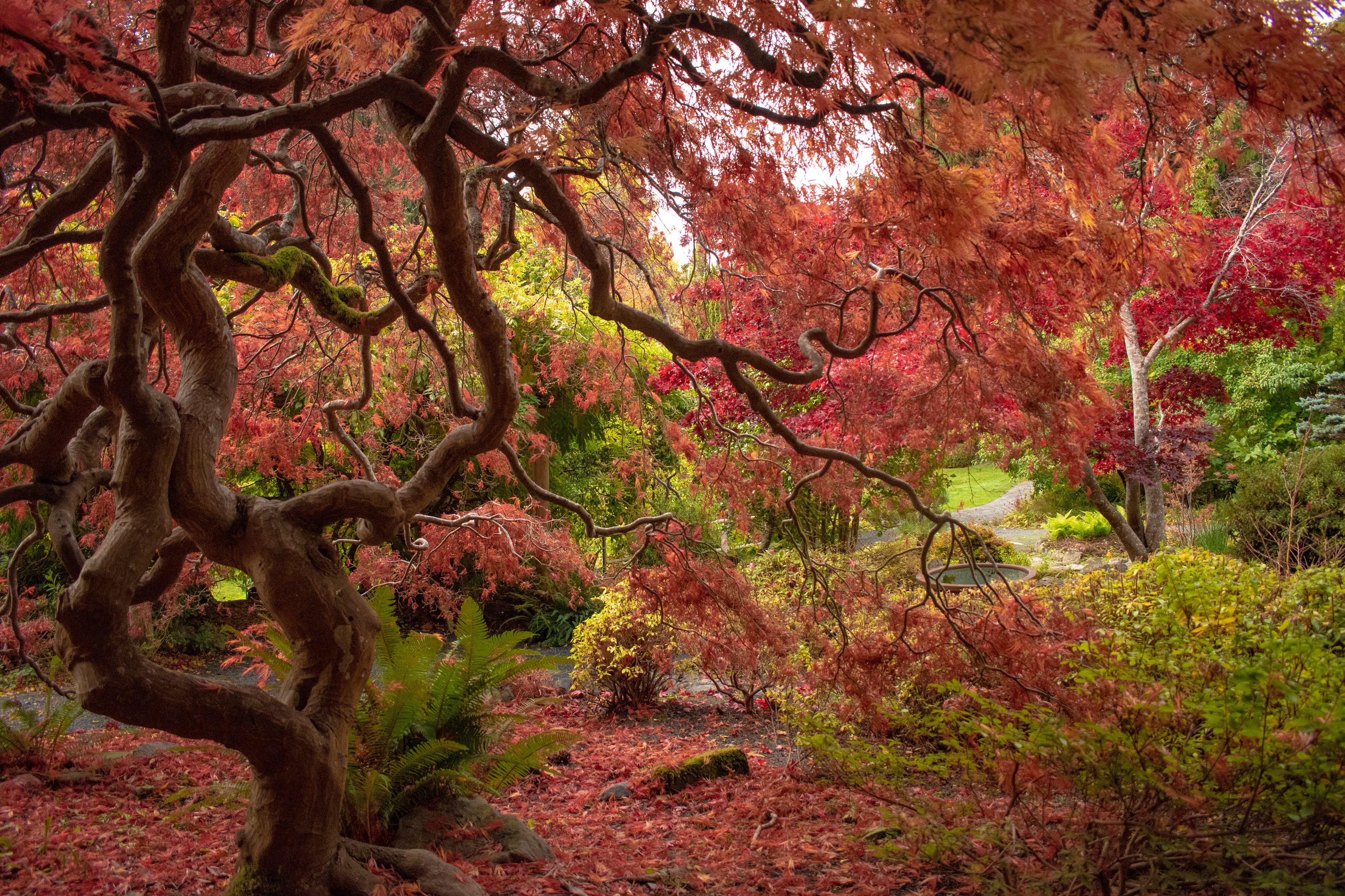 In the Japanese Garden at Hatley Castle in Colwood