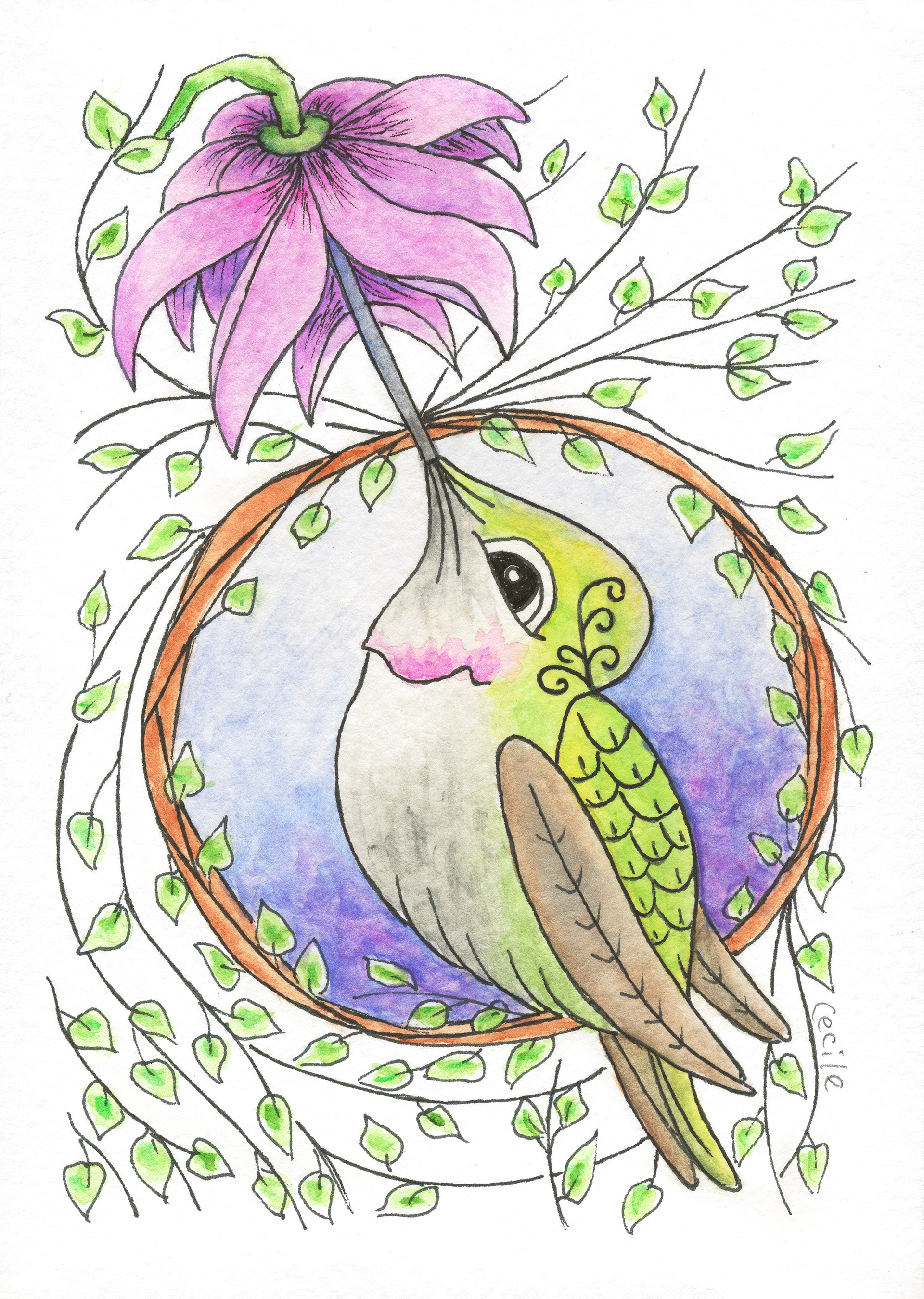 Female Anna's Hummingbird Sipping at the Fuschia, original artwork by Cecile Brisebois Guillemot