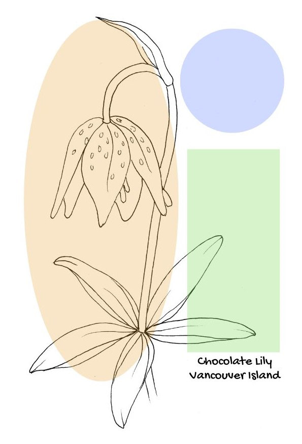 Chocolate Lily, from the series "Vancouver Island Wildflowers"