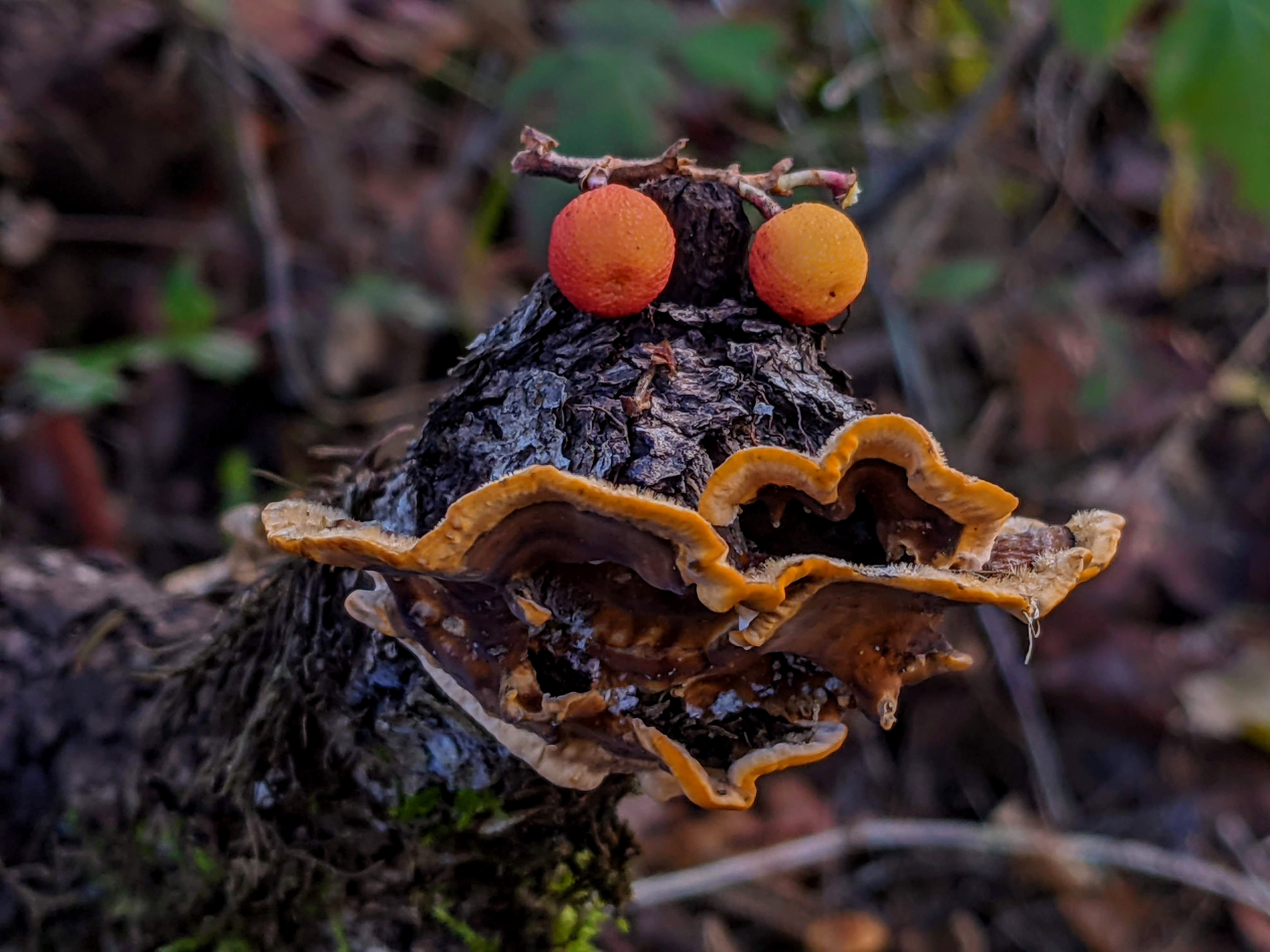 Turkey Tail fungi with Arbutus berries, Vancouver Island