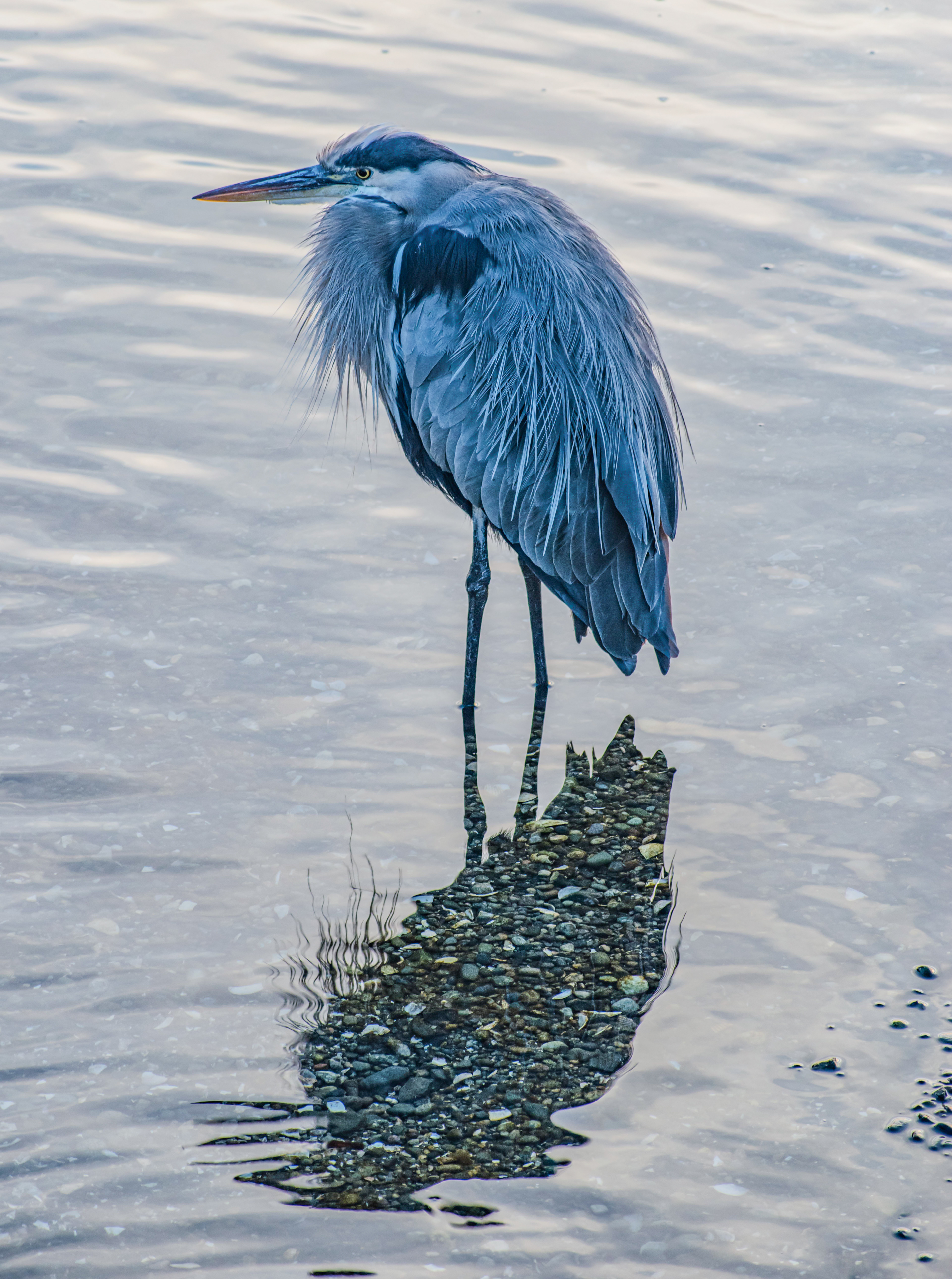 Great Blue Heron Sunset on Vancouver Island