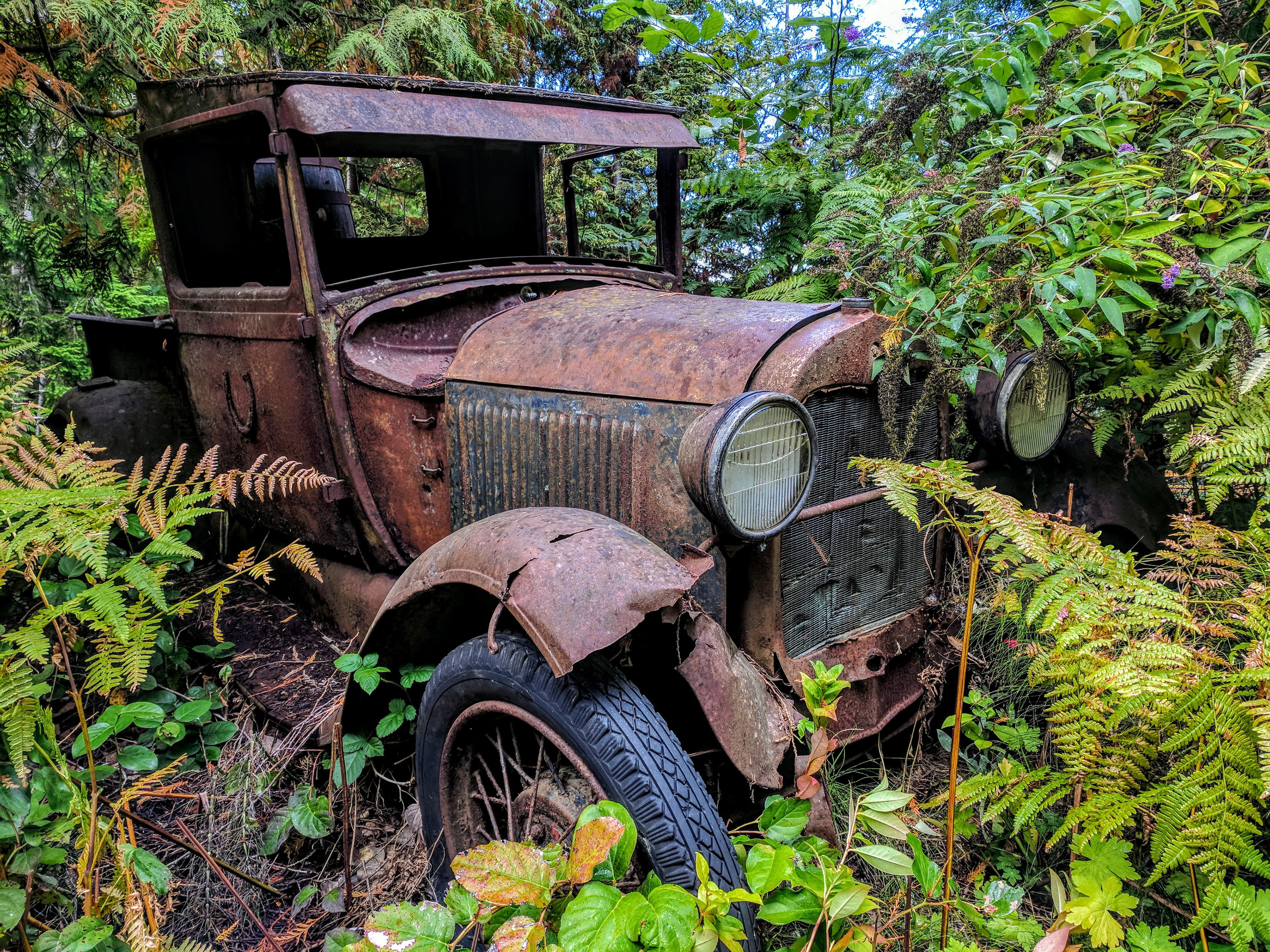 Disappearing Relic on Vancouver Island, Photo by Marty Borsboom