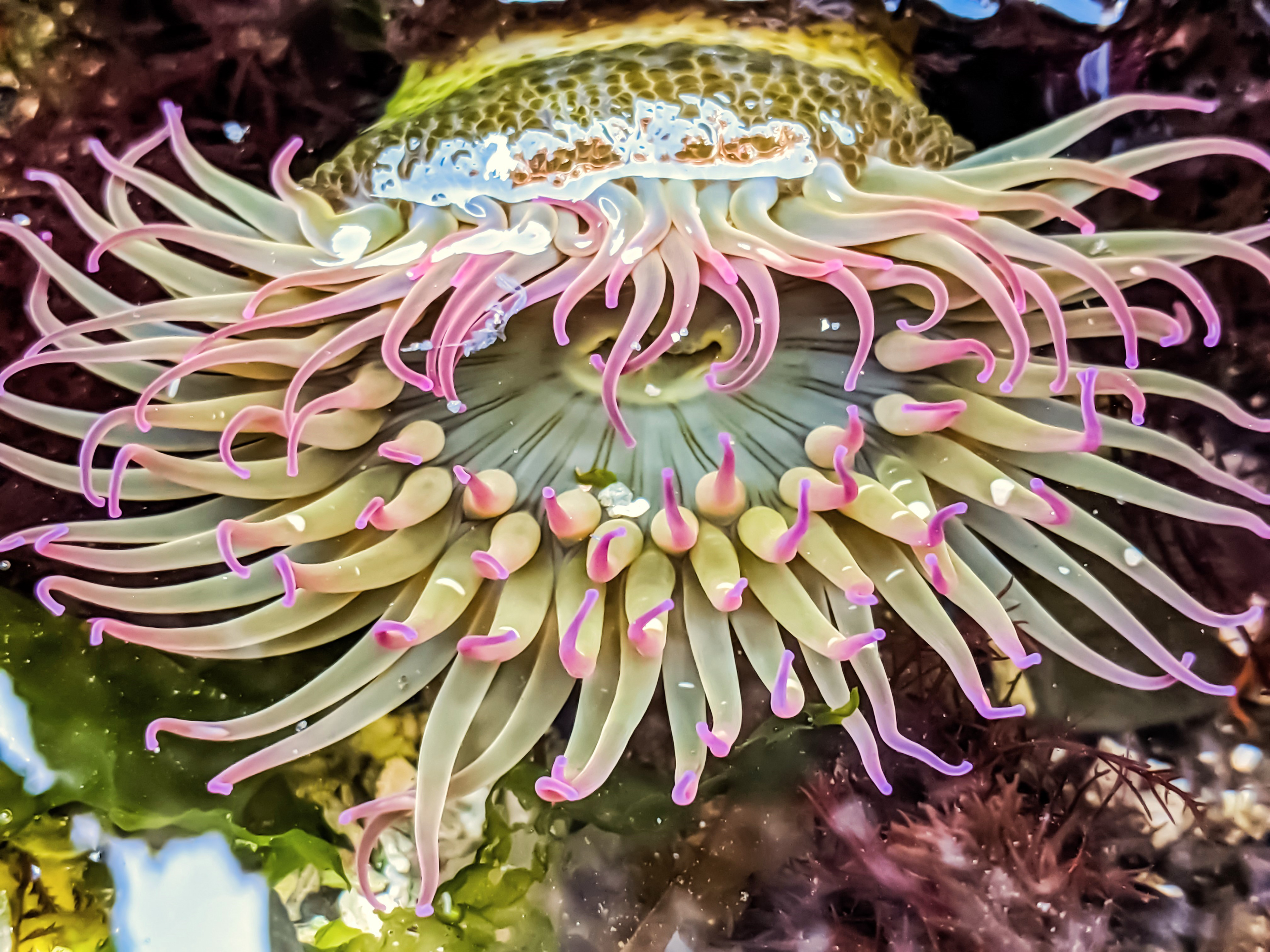 Aggregating Anemone in a Vancouver Island tidal pool