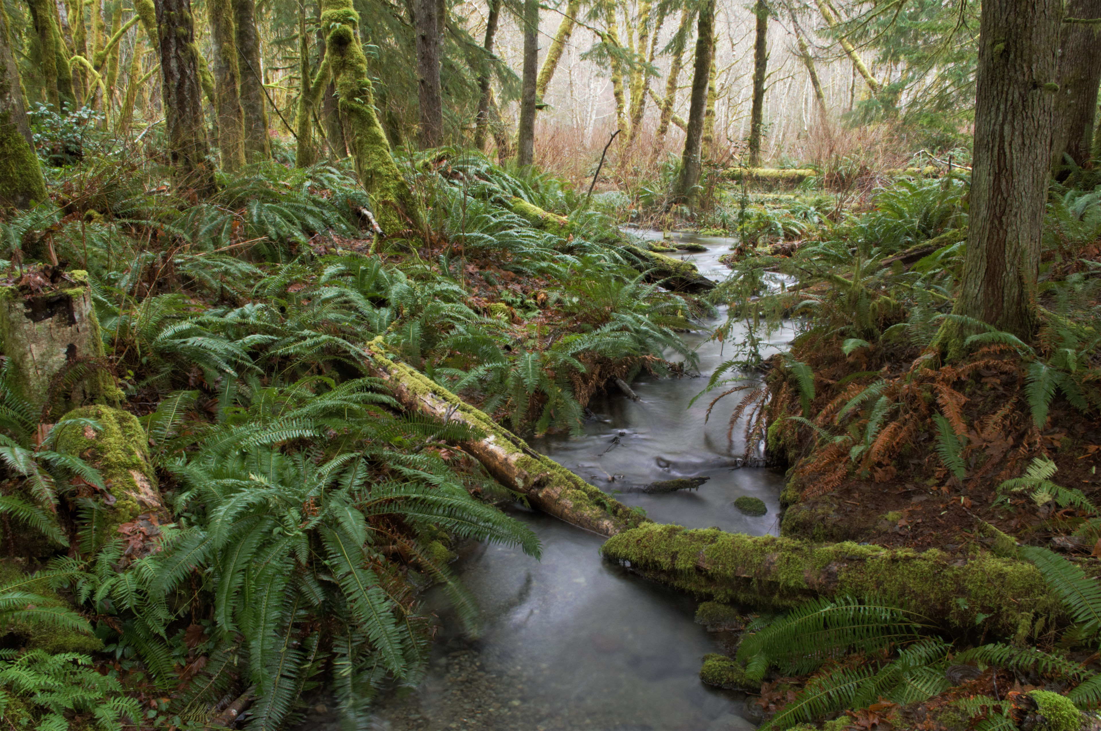 Goldstream Park, Vancouver Island