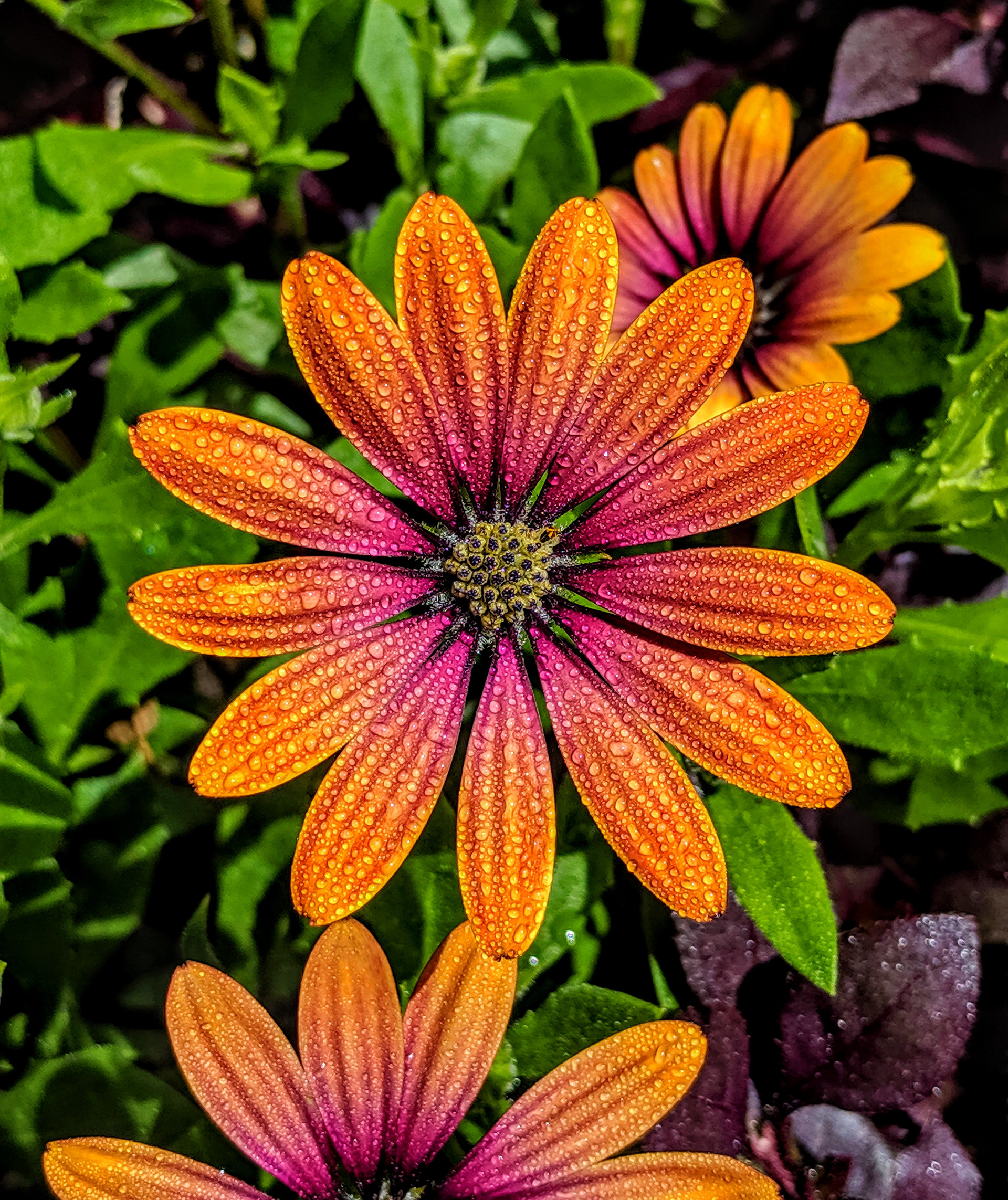 Dewy Beauty in Victoria