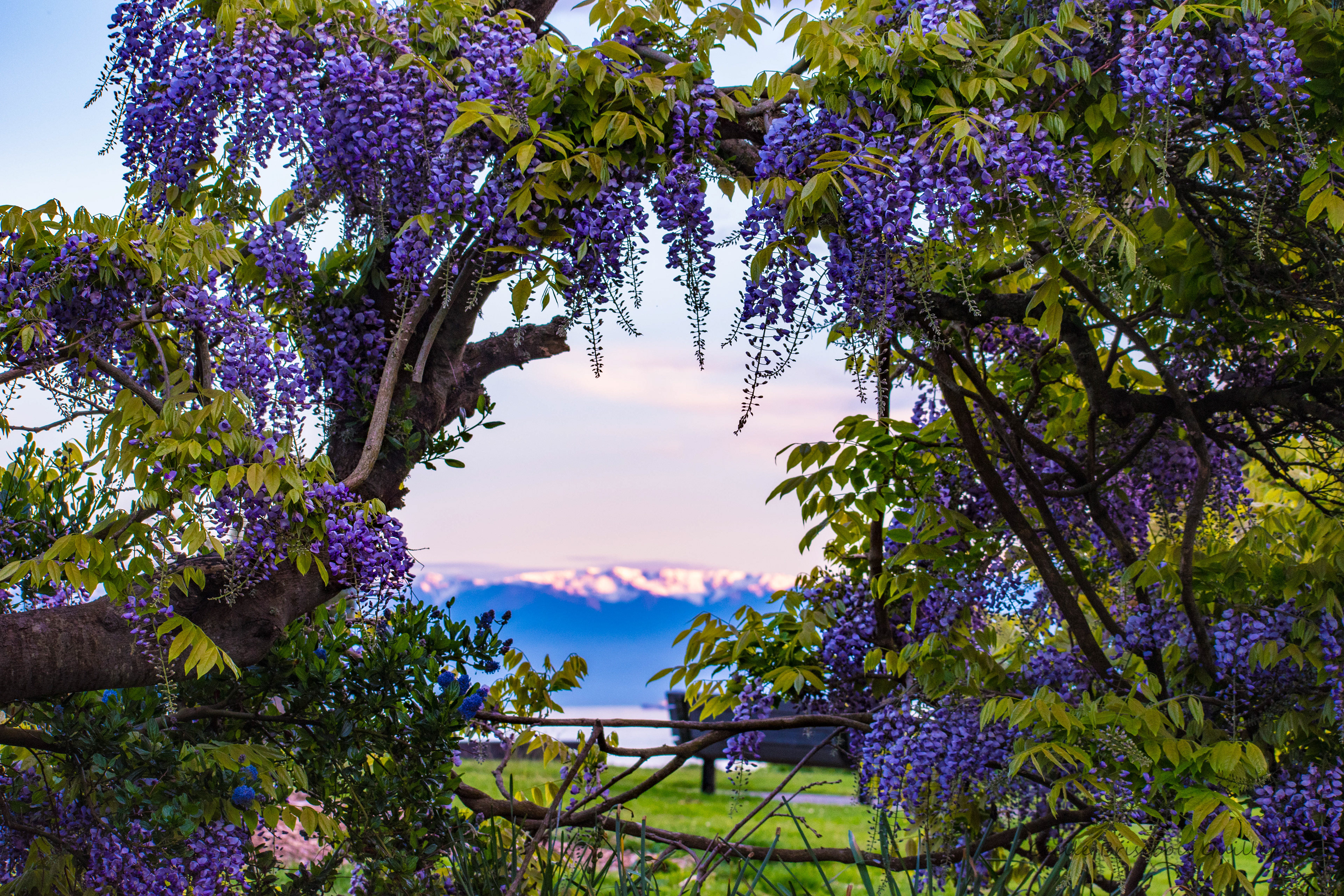 Wisteria window in Saxe Point Park in Esquimalt