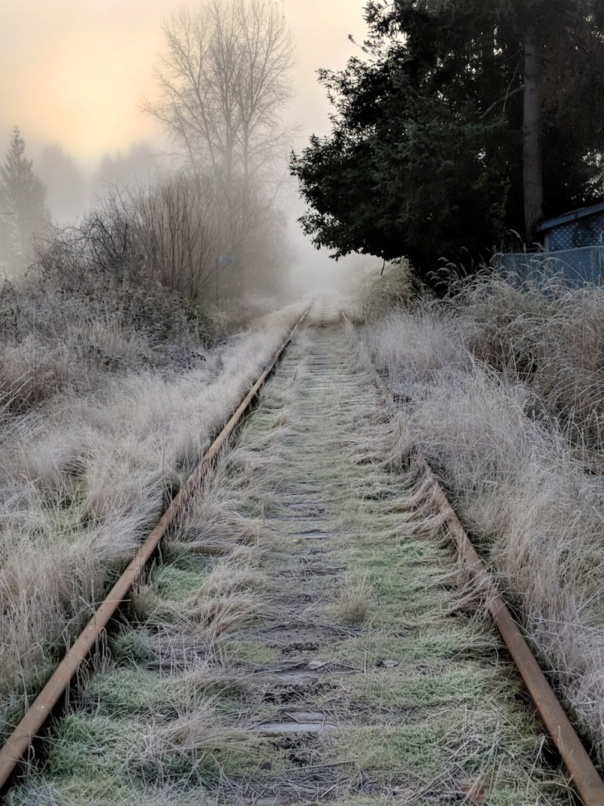 Frosty morning in Chemainus.