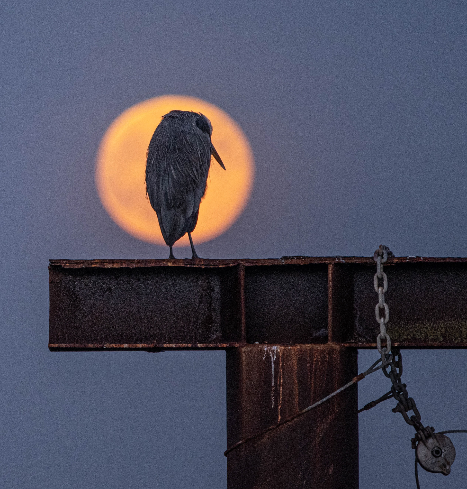Contemplative Great Blue Heron in the moonrise over Sidney by the Sea,.