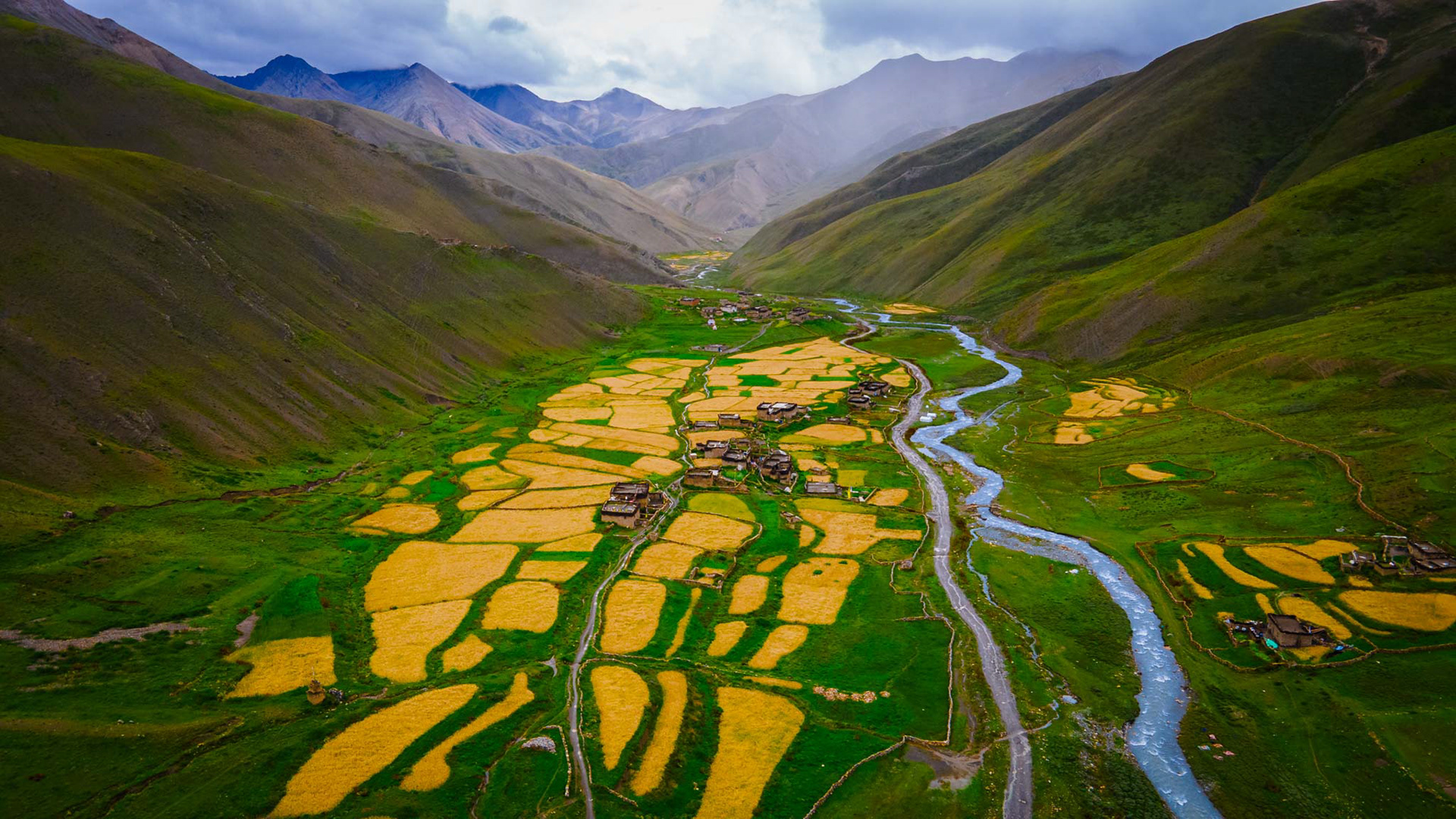 Barley Fields of Dho Tarap valley