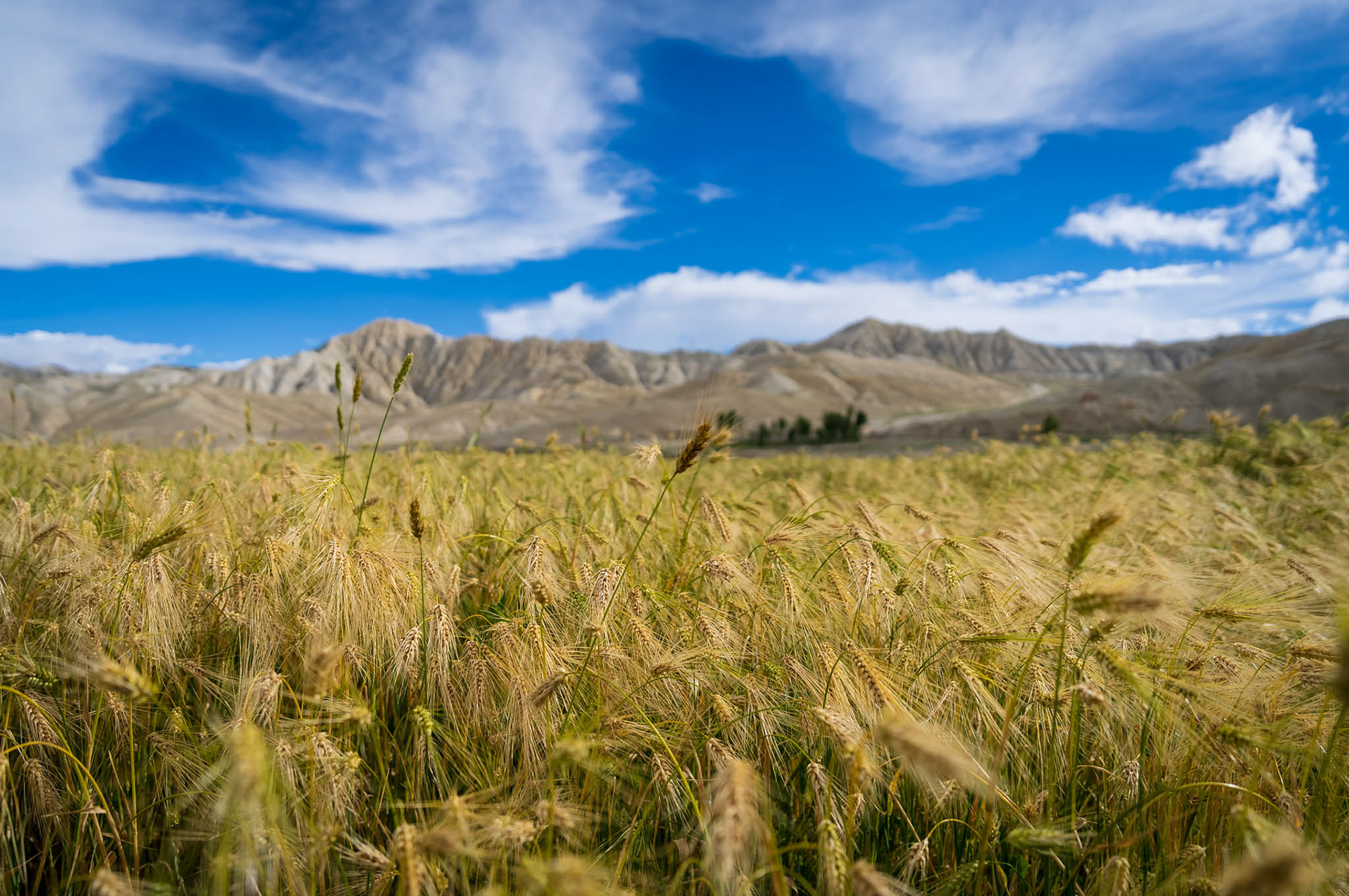 Barley fields of Upper mustang