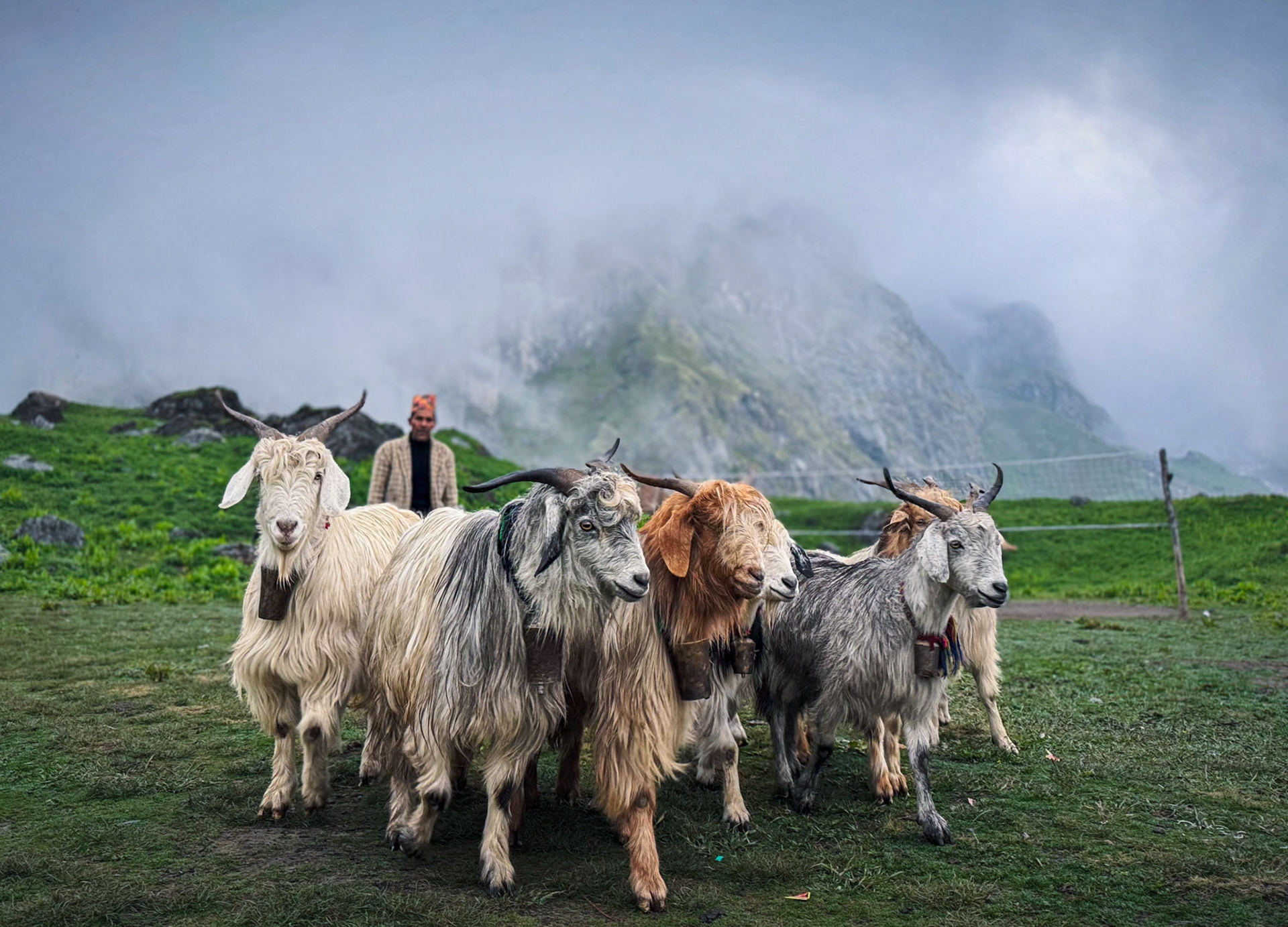 Shepherd from Darchula