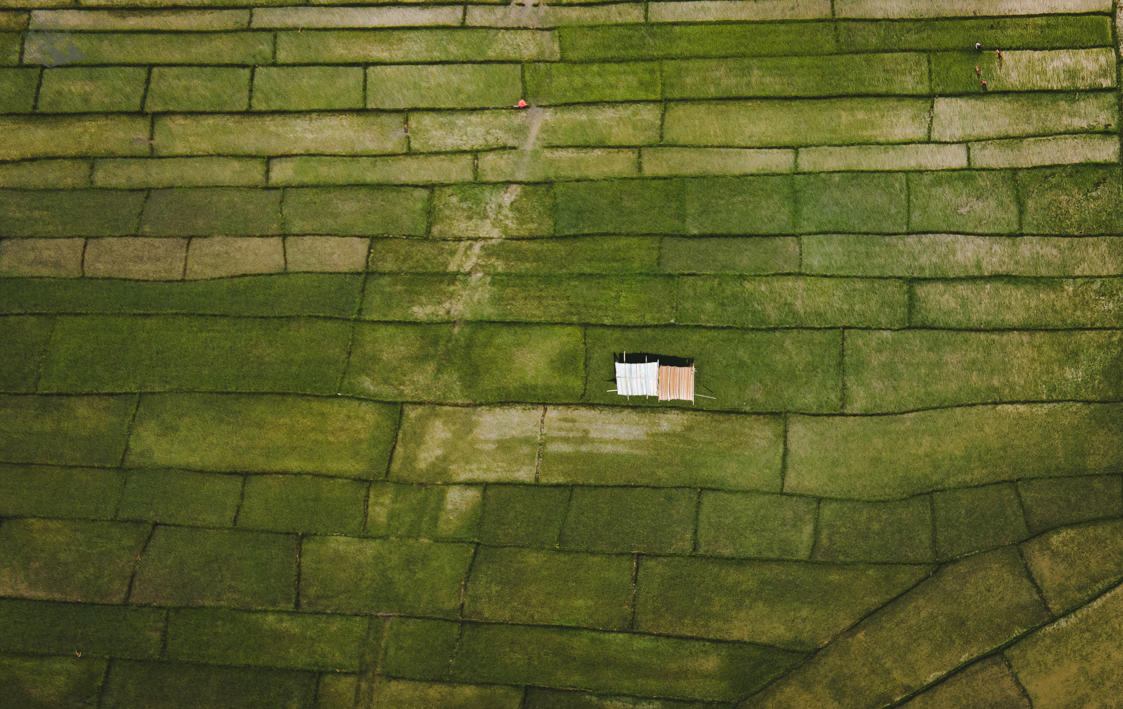 Paddy fields around Pokhara