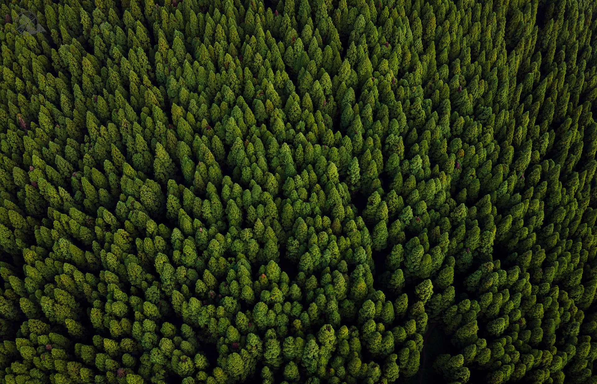 Pine Forest of Eastern Hills