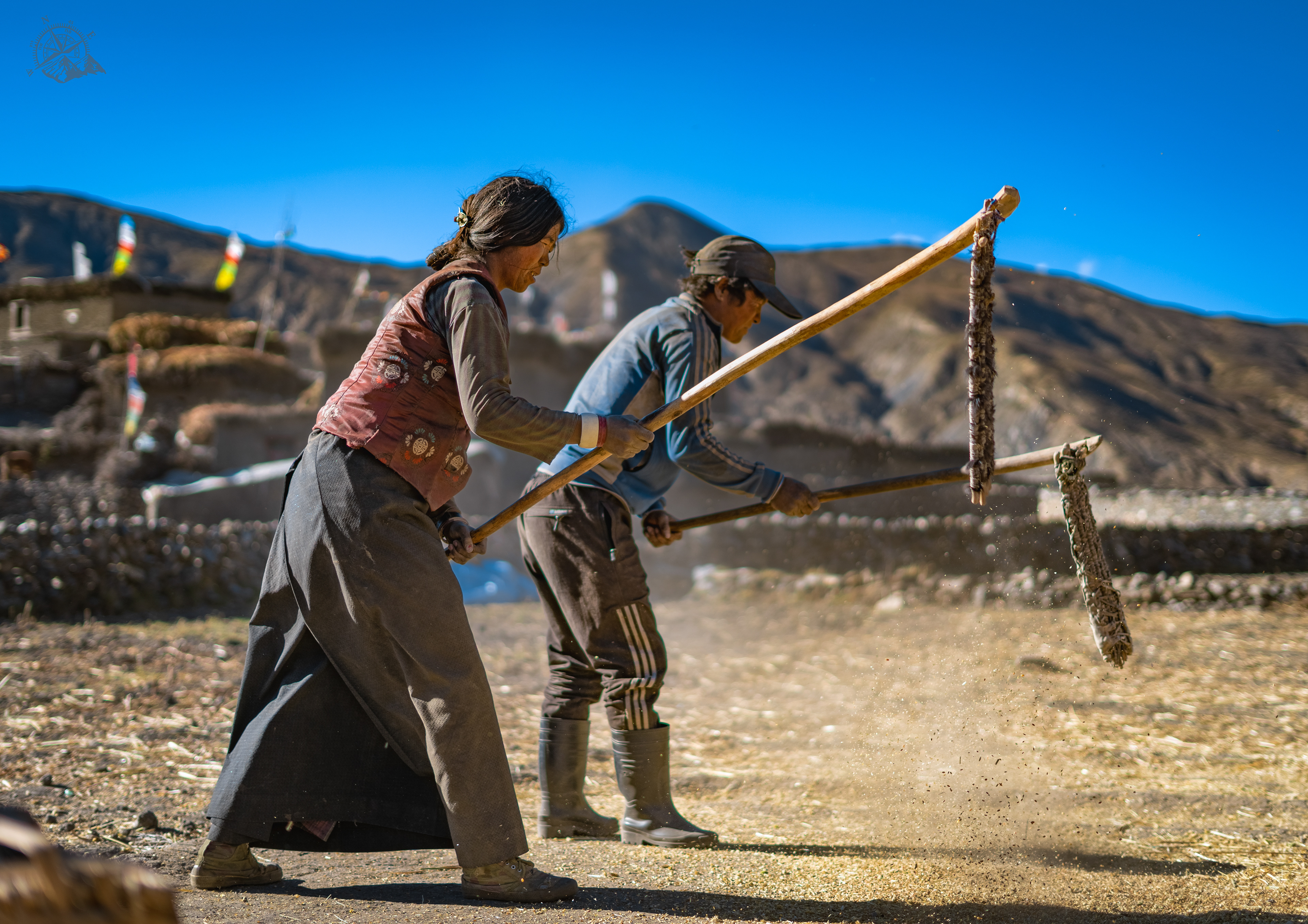 Harvesting time in Upper Dolpa